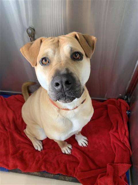 MYA, Adoptable, Young Female Shar-Pei & Rottweiler.