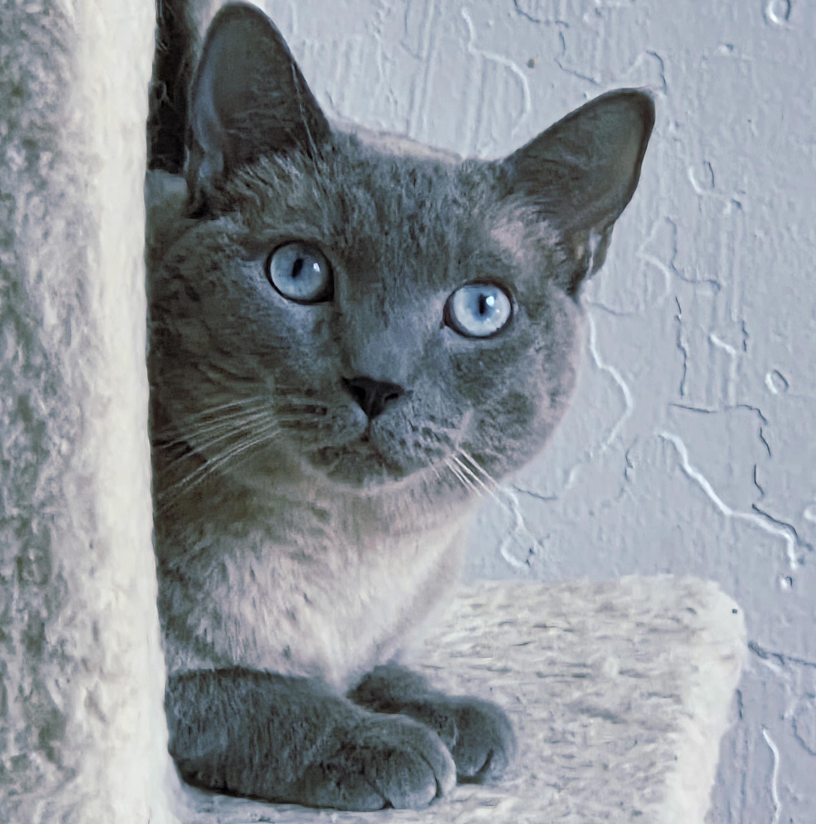 Enlarge Theadora, a ADOPTABLE Siamese in Davis, CA image 1/3
