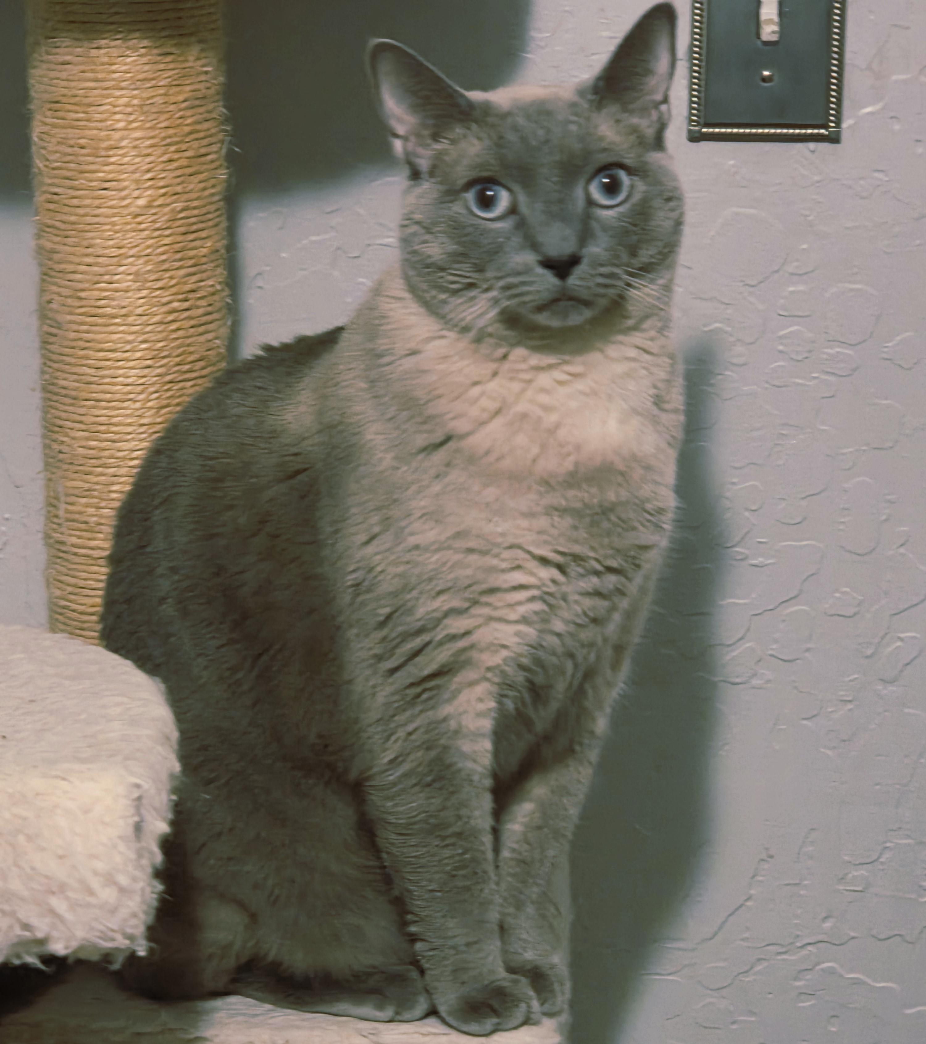 Enlarge Theadora, a ADOPTABLE Siamese in Davis, CA image 3/3