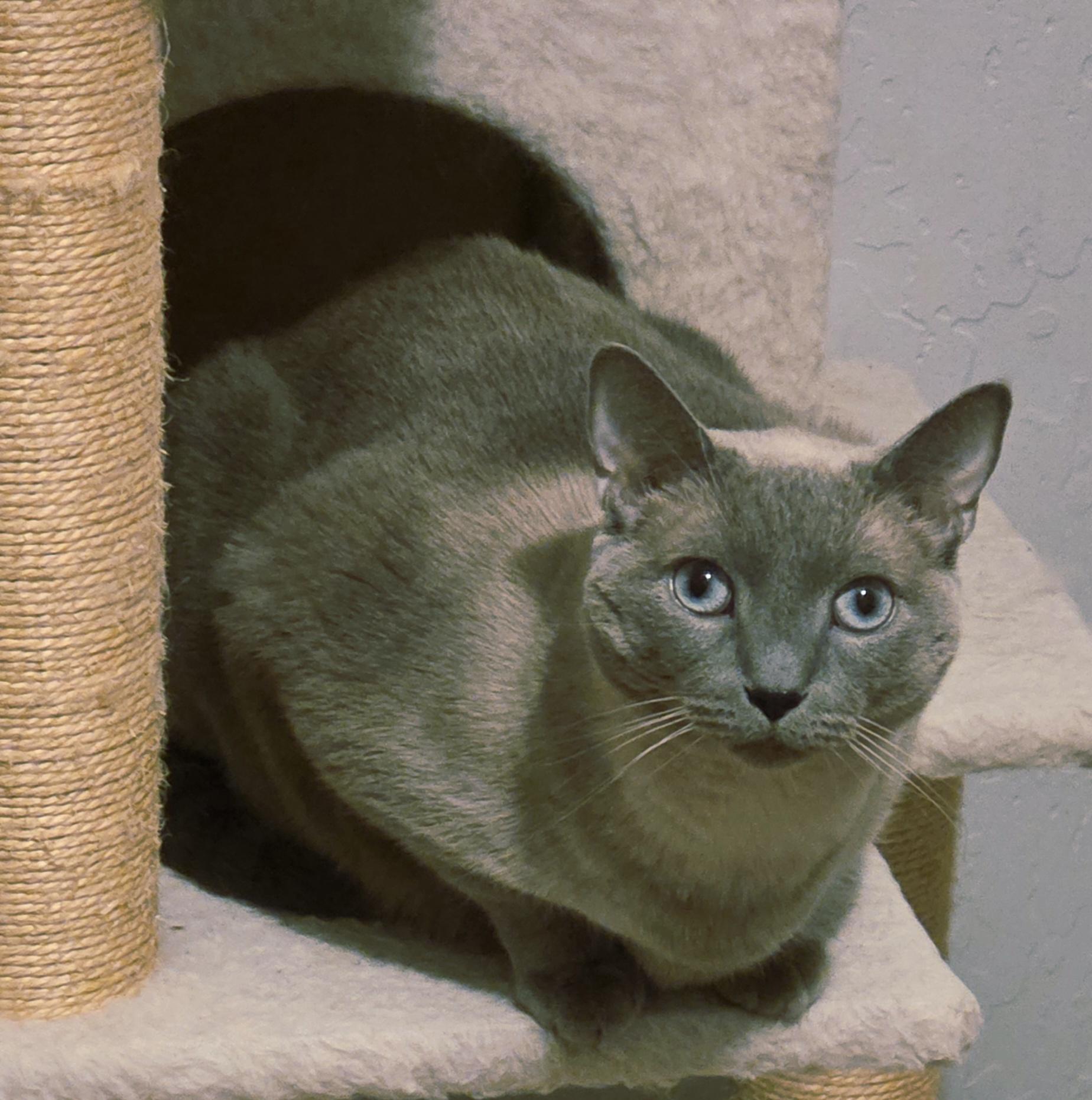 Enlarge Theadora, a ADOPTABLE Siamese in Davis, CA image 2/3