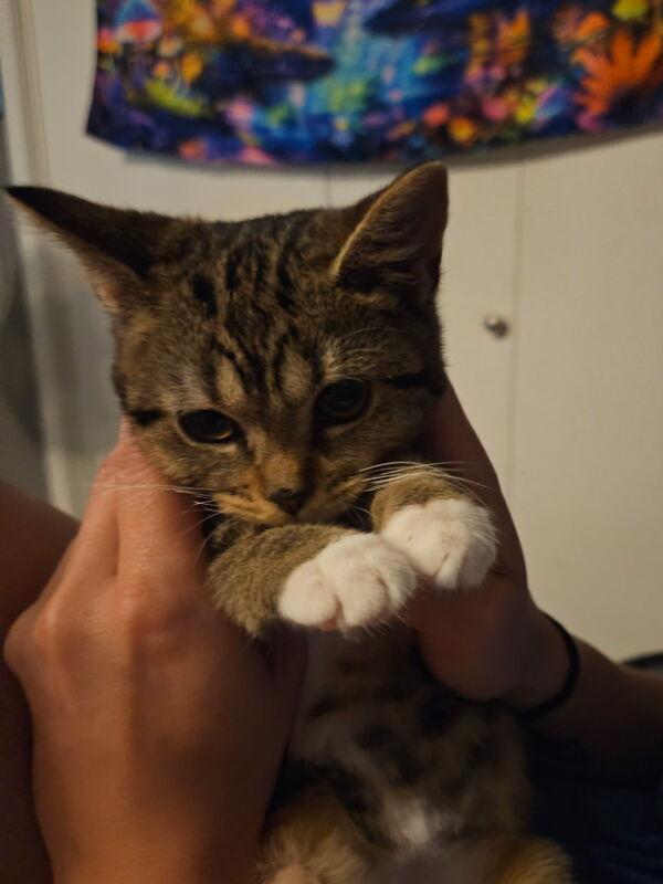 Little Nugget, Adoptable, Kitten Female Domestic Short Hair.