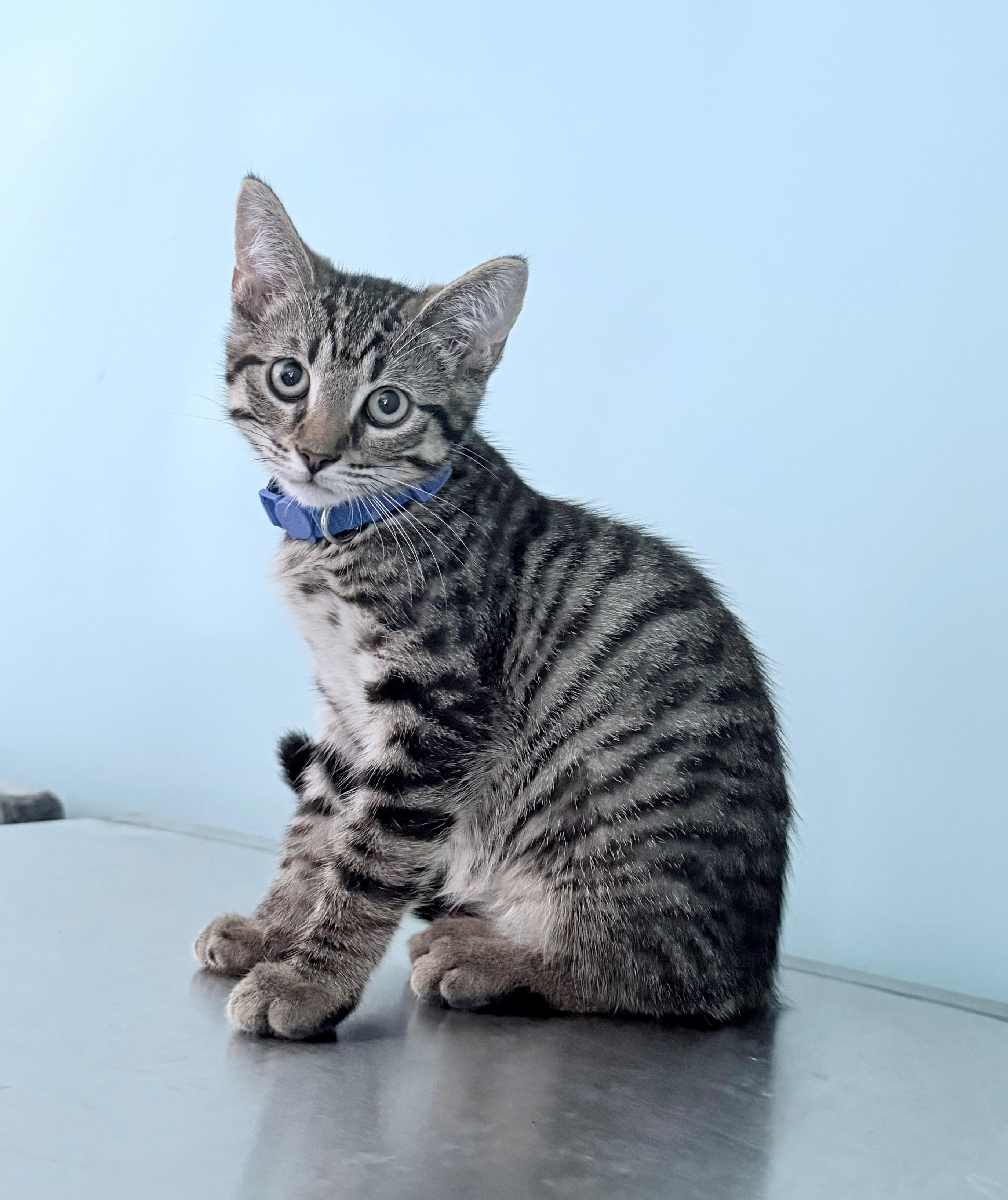 Valor, ADOPTABLE, Kitten Male American Shorthair.