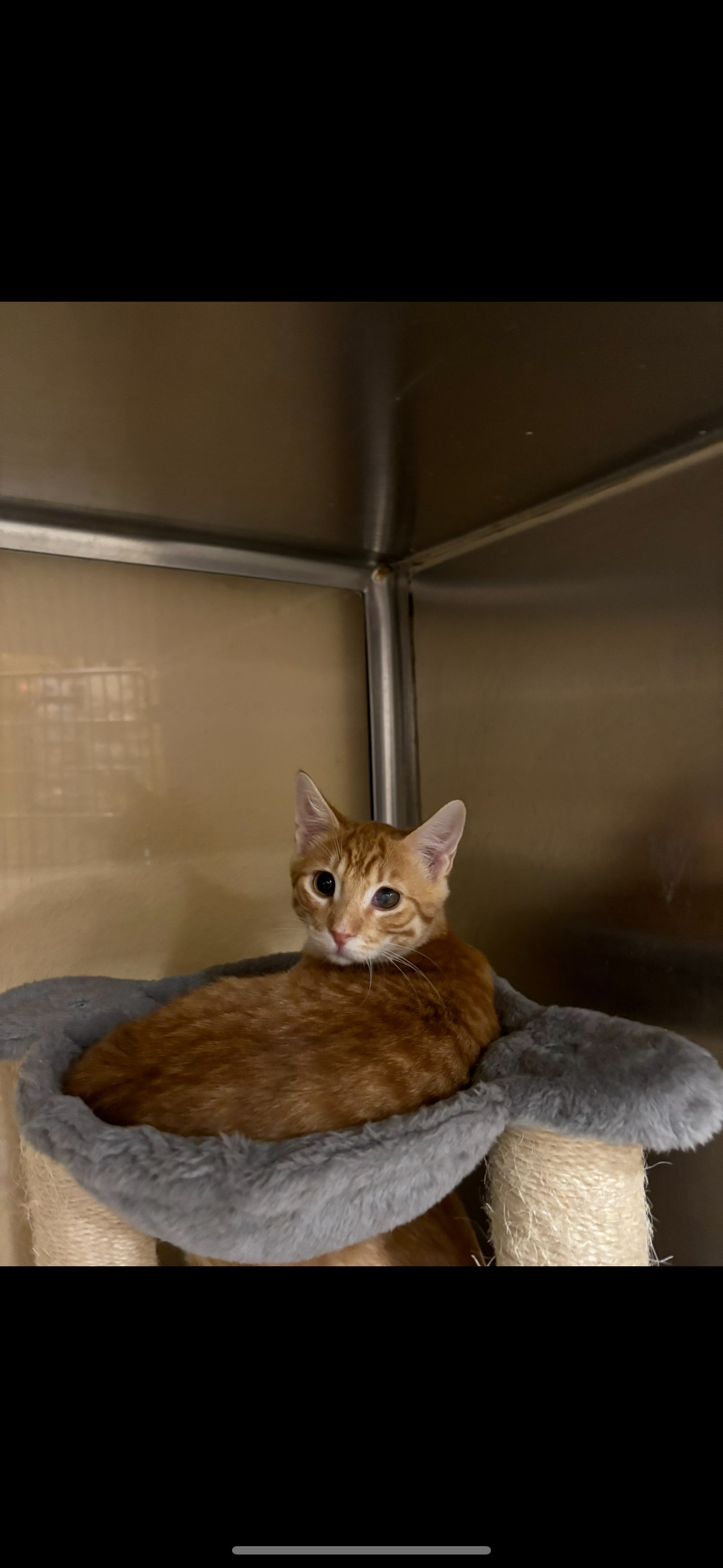 Tom, Adopted, Young Male American Shorthair.