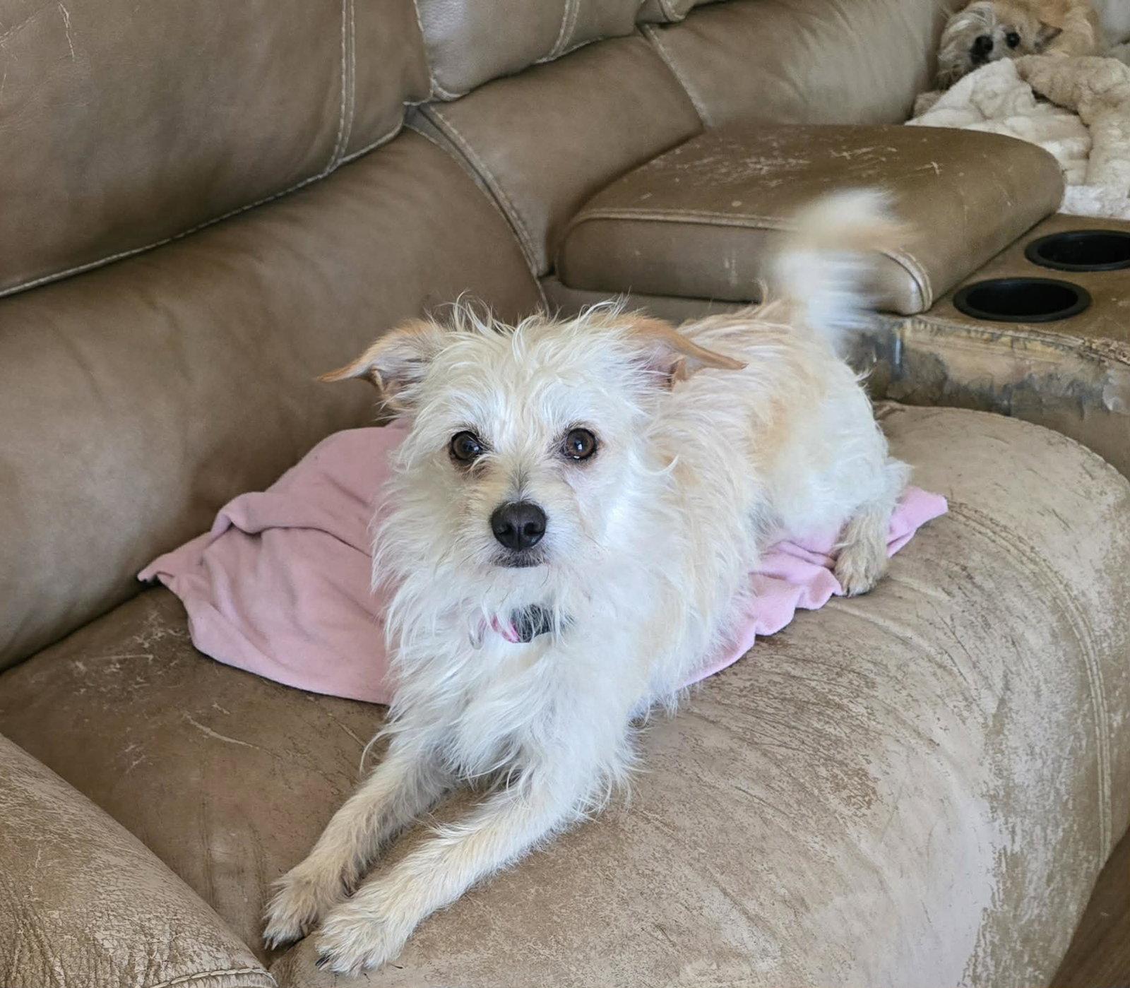 Barney, Adopted, Young Male Terrier.