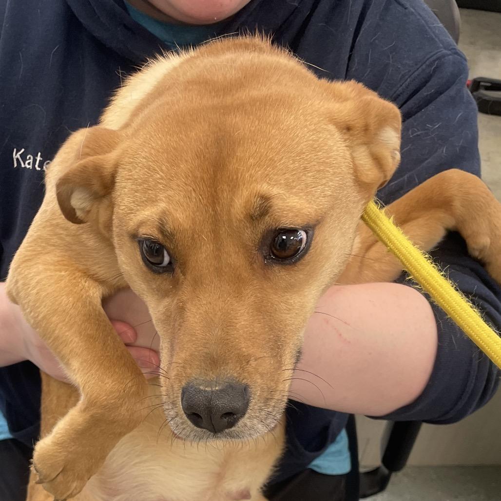 Raviloi, Adoptable, Young Female Cattle Dog & Mixed Breed.