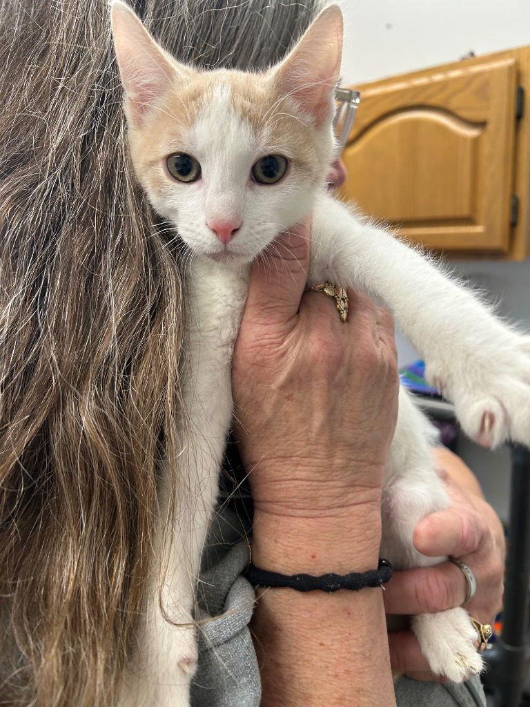 Kitten - Humphrey, Adoptable, Kitten Male Domestic Short Hair.