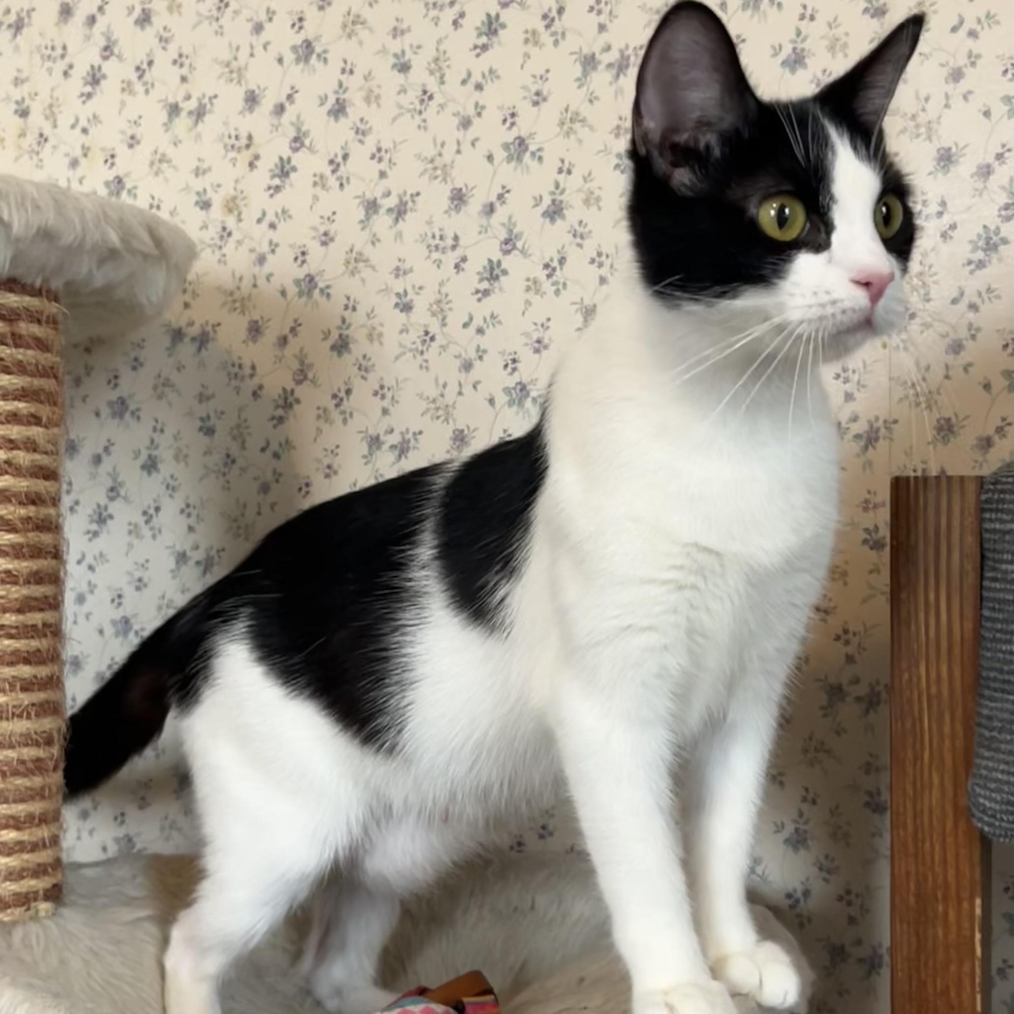 Elsie, a ADOPTABLE Domestic Short Hair in Central Falls, RI image 1/6