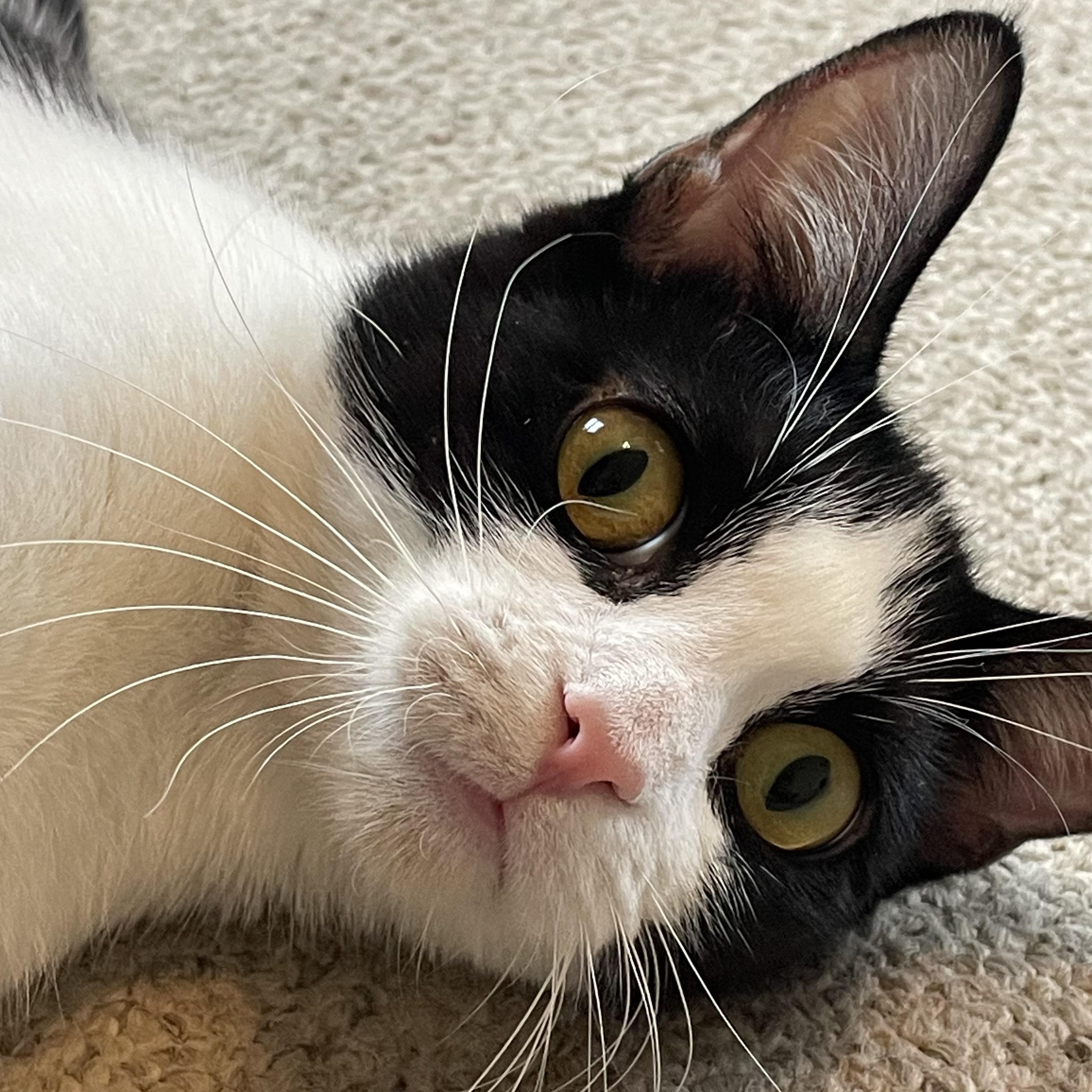 Elsie, a ADOPTABLE Domestic Short Hair in Central Falls, RI image 5/6