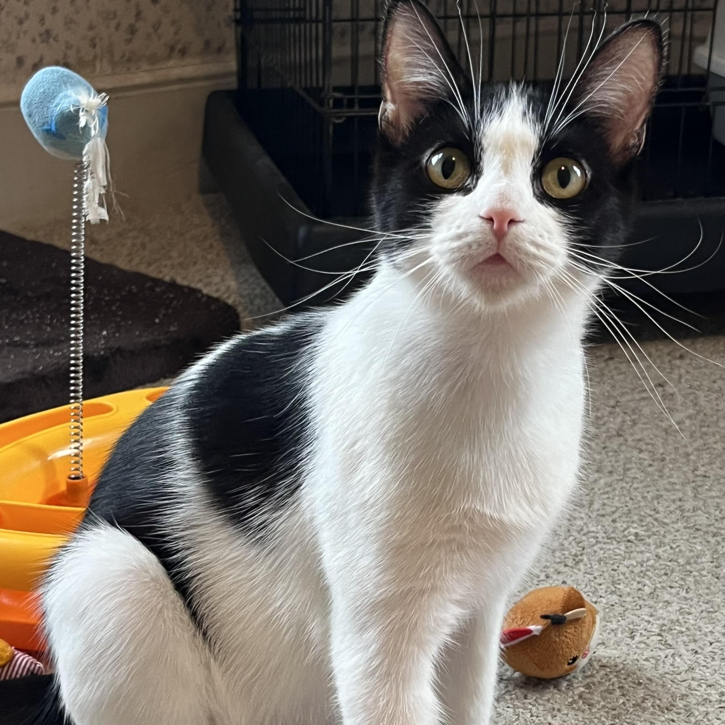 Elsie, a ADOPTABLE Domestic Short Hair in Central Falls, RI image 4/6