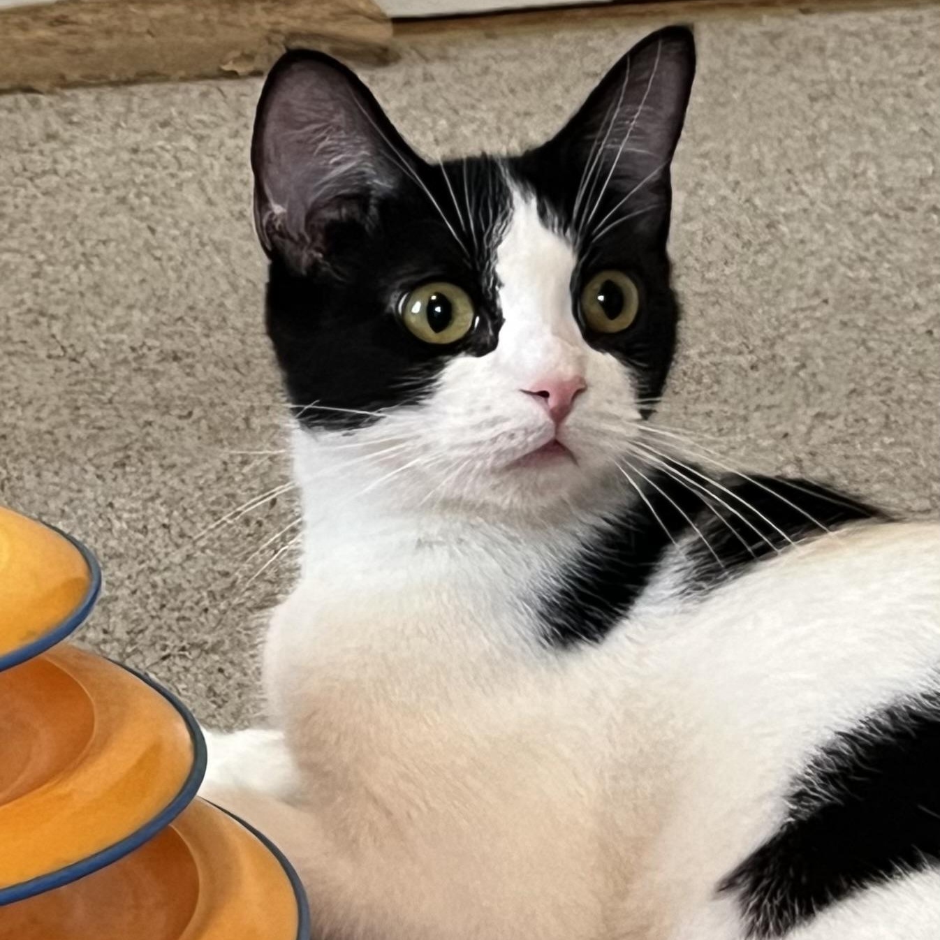 Elsie, a ADOPTABLE Domestic Short Hair in Central Falls, RI image 2/6