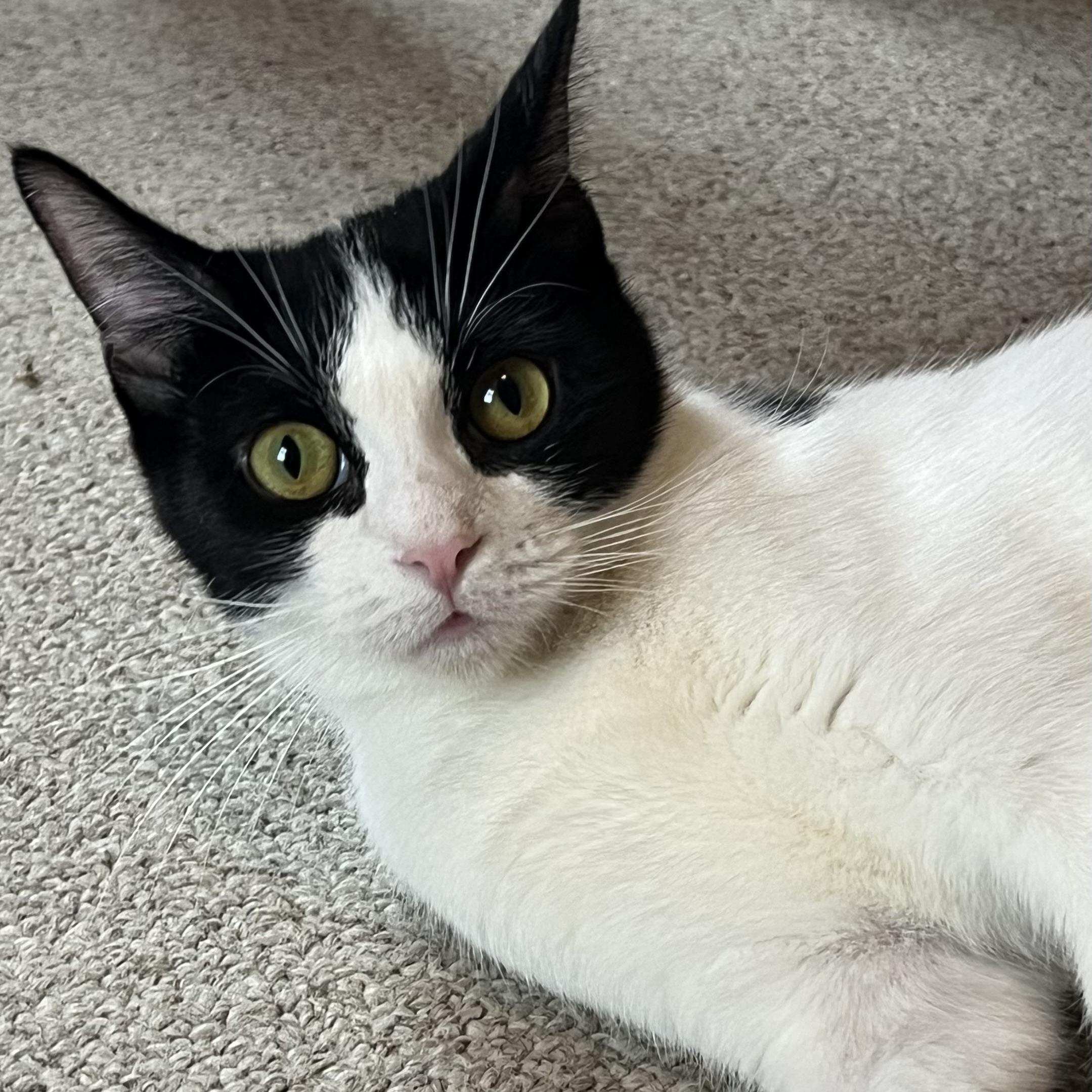 Elsie, a ADOPTABLE Domestic Short Hair in Central Falls, RI image 6/6