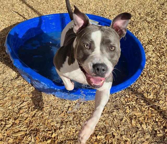 RACHEL, Adoptable, Adult Female American Bulldog & Mixed Breed.