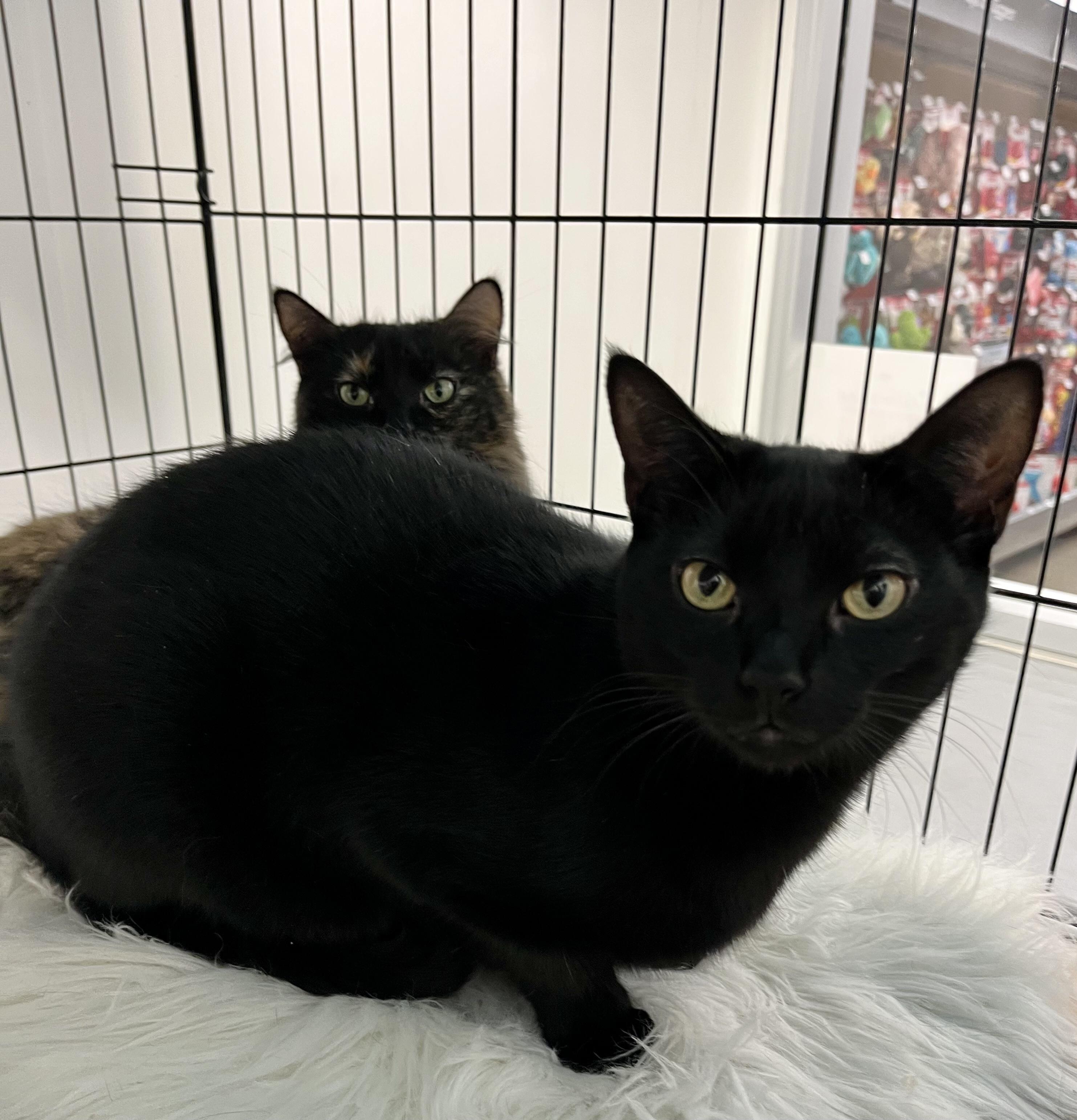 Willy, a Adoptable Domestic Short Hair in Pickering, ON image 2/2