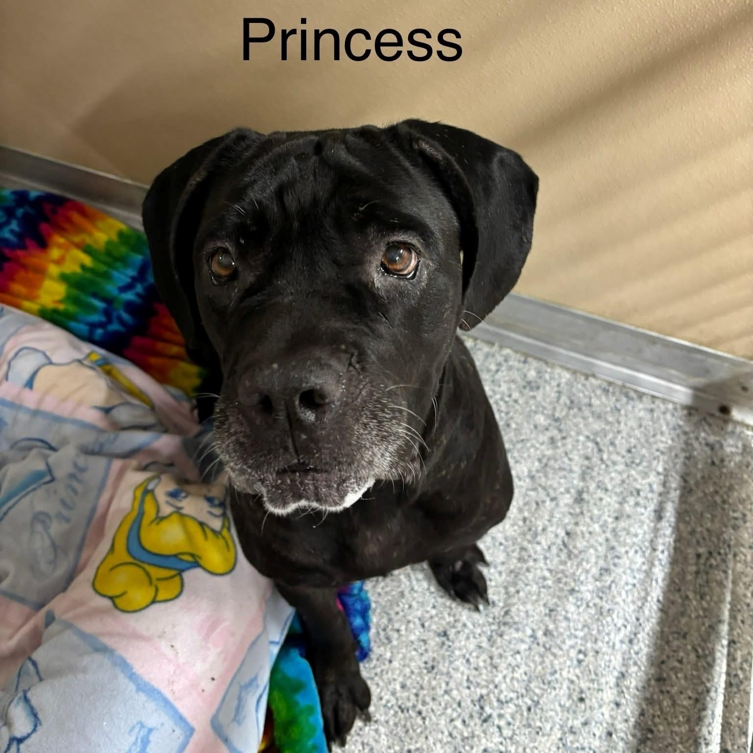 Princess, ADOPTABLE, Adult Female Mastiff.