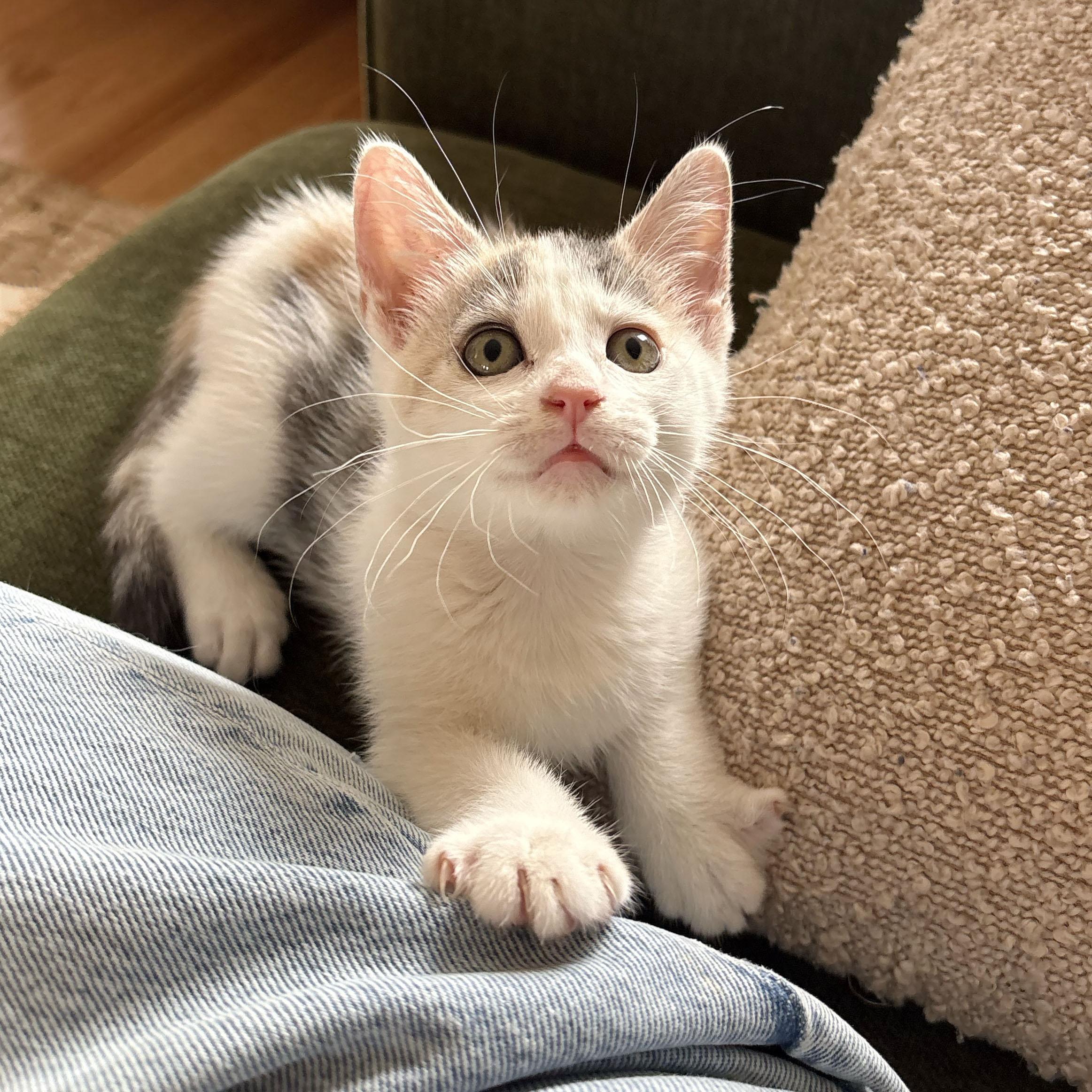Enlarge Daisy, a ADOPTABLE Domestic Short Hair in BROOKLYN, NY image 3/6