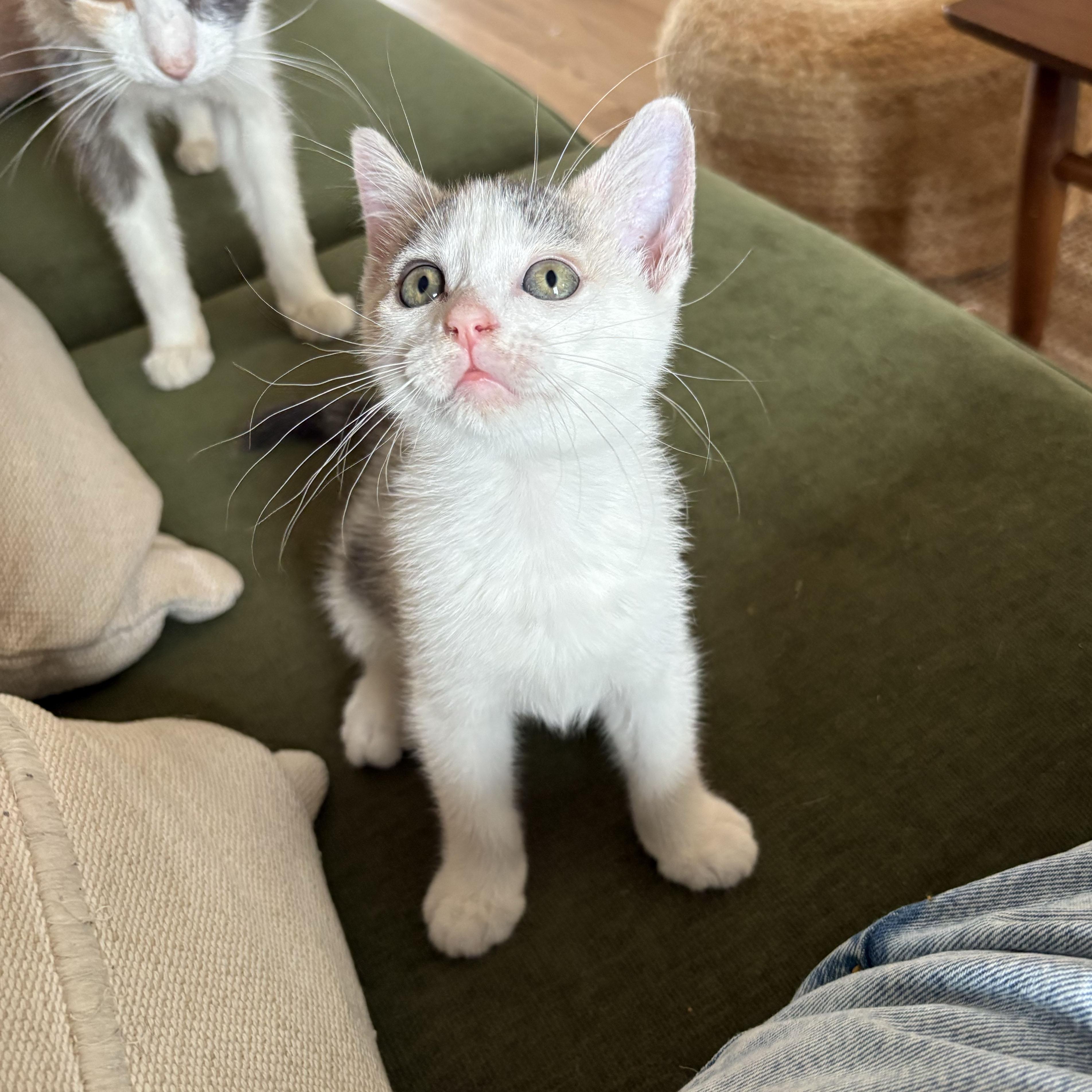 Enlarge Daisy, a ADOPTABLE Domestic Short Hair in BROOKLYN, NY image 2/6