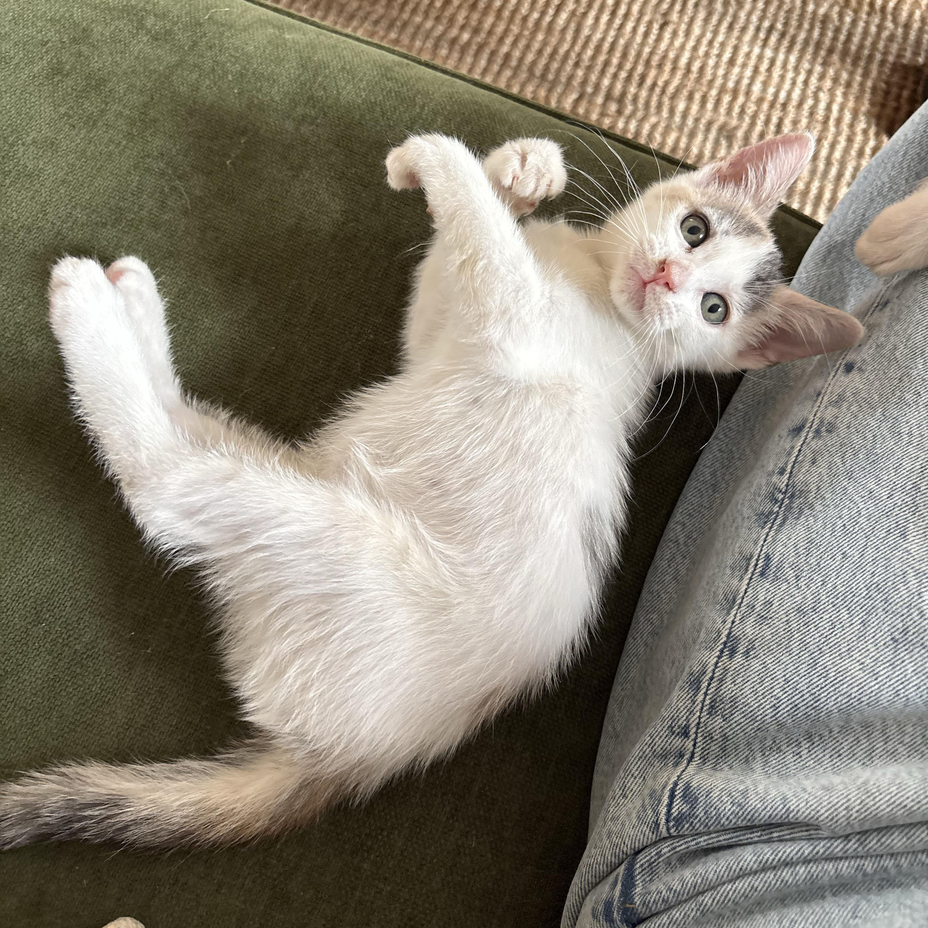 Enlarge Daisy, a ADOPTABLE Domestic Short Hair in BROOKLYN, NY image 5/6