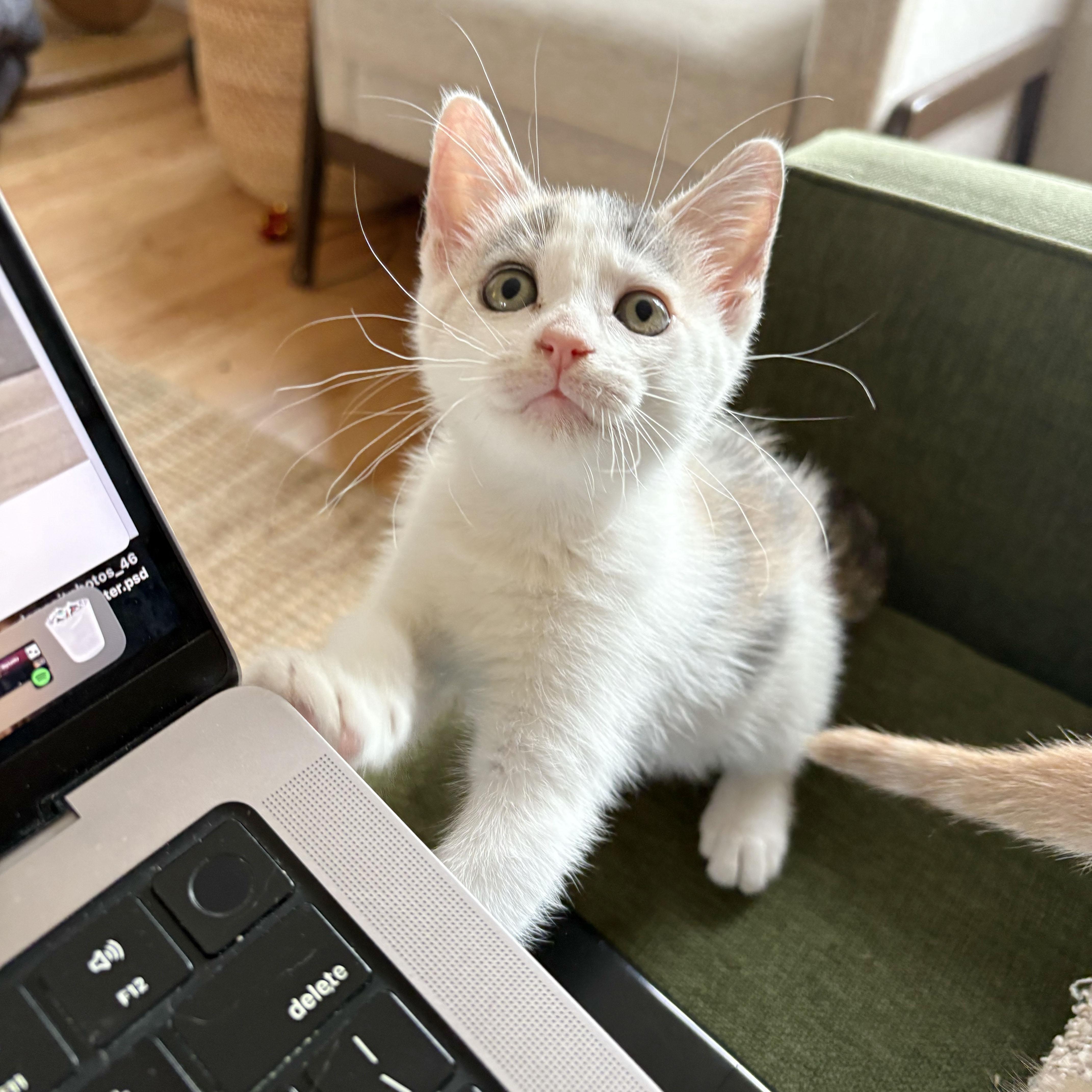 Enlarge Daisy, a ADOPTABLE Domestic Short Hair in BROOKLYN, NY image 1/6