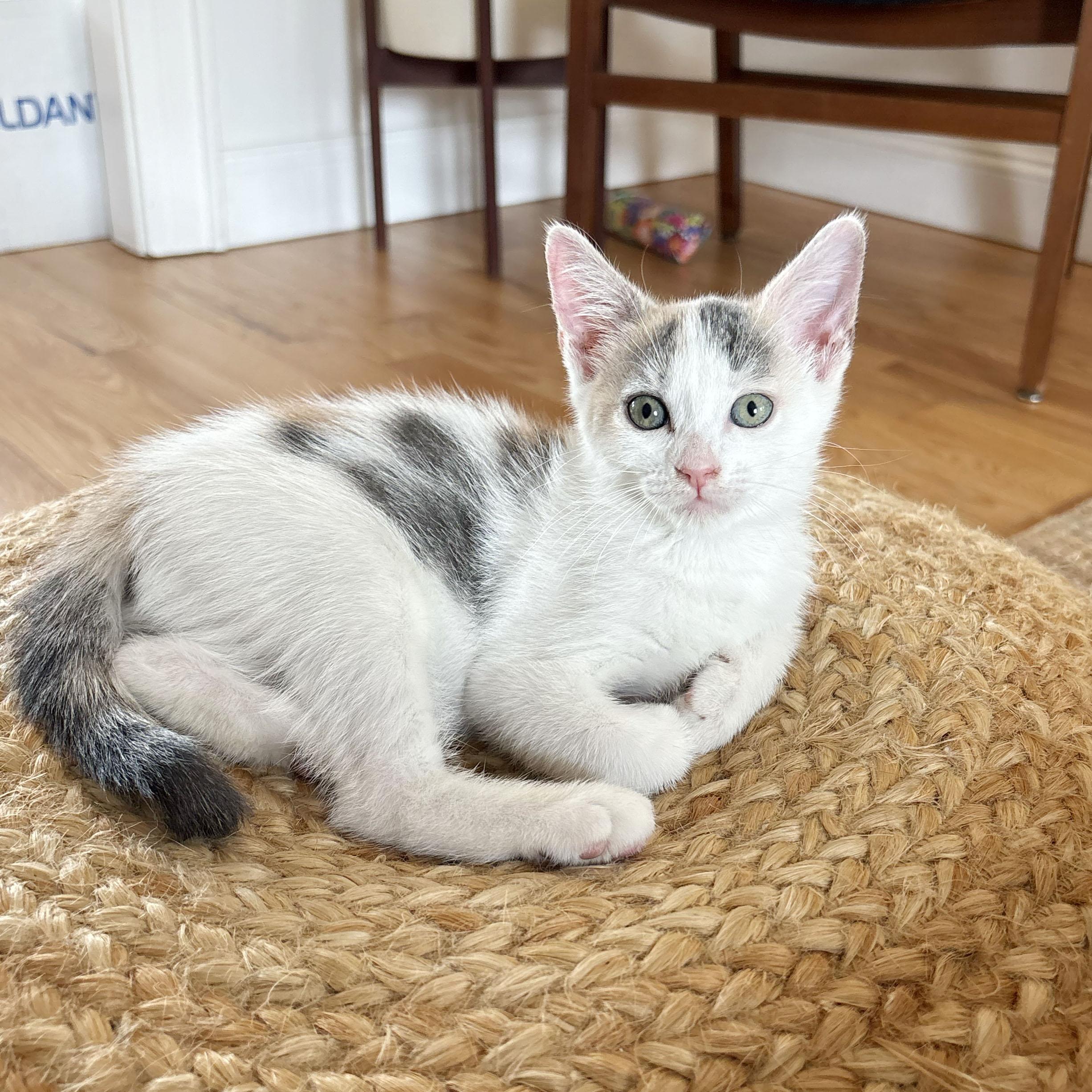 Enlarge Daisy, a ADOPTABLE Domestic Short Hair in BROOKLYN, NY image 4/6