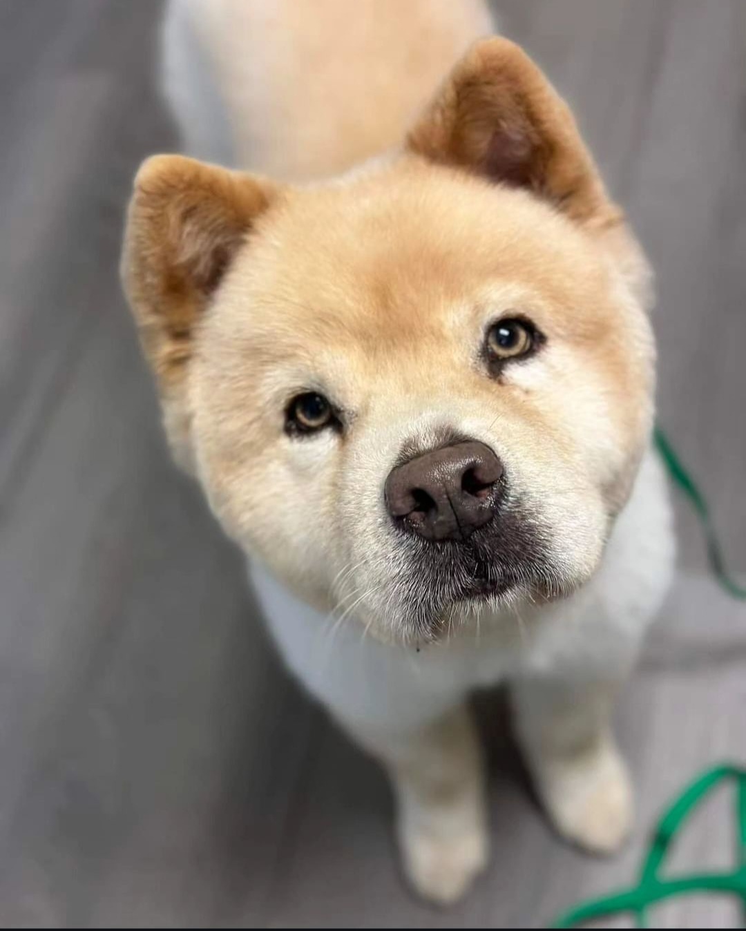 Enlarge Saunders, a Adoptable Chow Chow in Brewerton, NY image 1/1