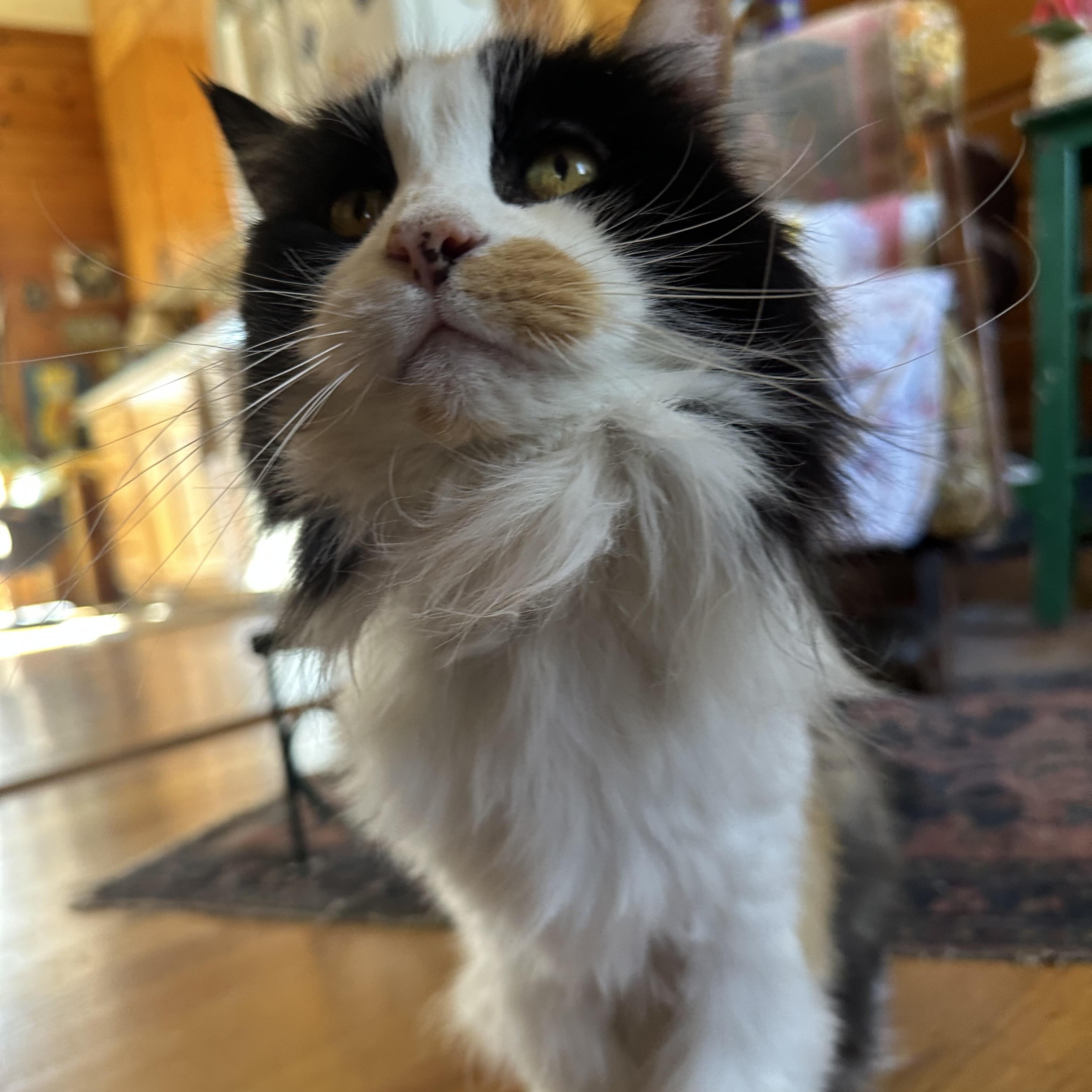 Enlarge Gladys in Colorado , a Adoptable Domestic Long Hair in Boulder, CO image 6/6