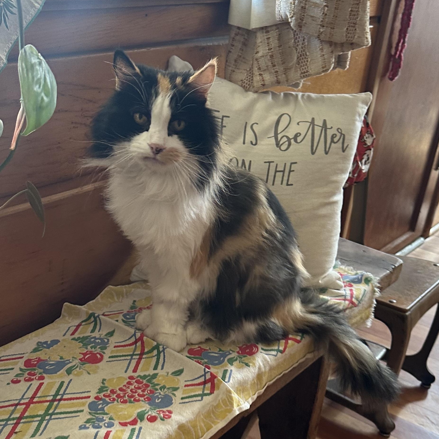 Enlarge Gladys in Colorado , a Adoptable Domestic Long Hair in Boulder, CO image 4/6