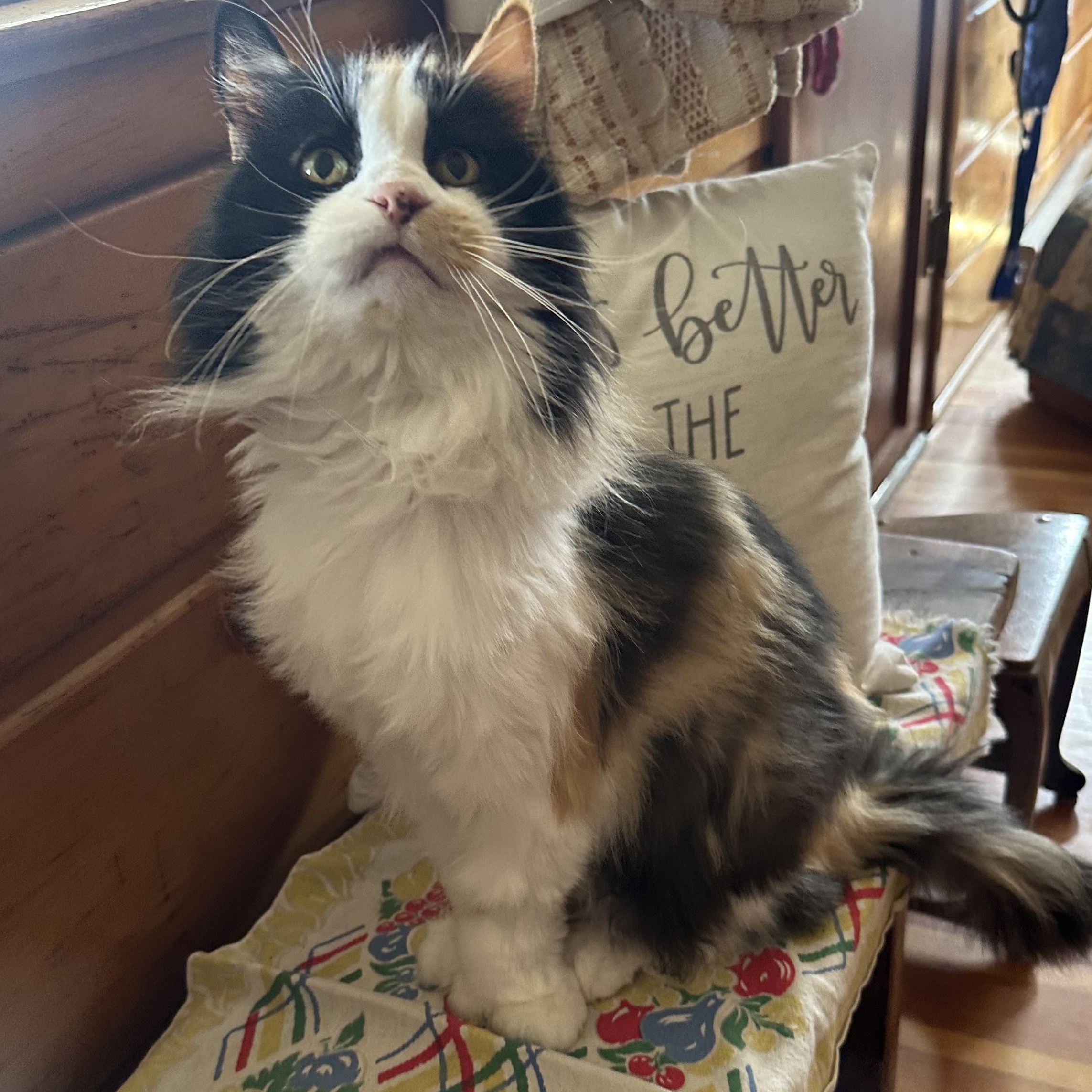 Enlarge Gladys in Colorado , a Adoptable Domestic Long Hair in Boulder, CO image 5/6