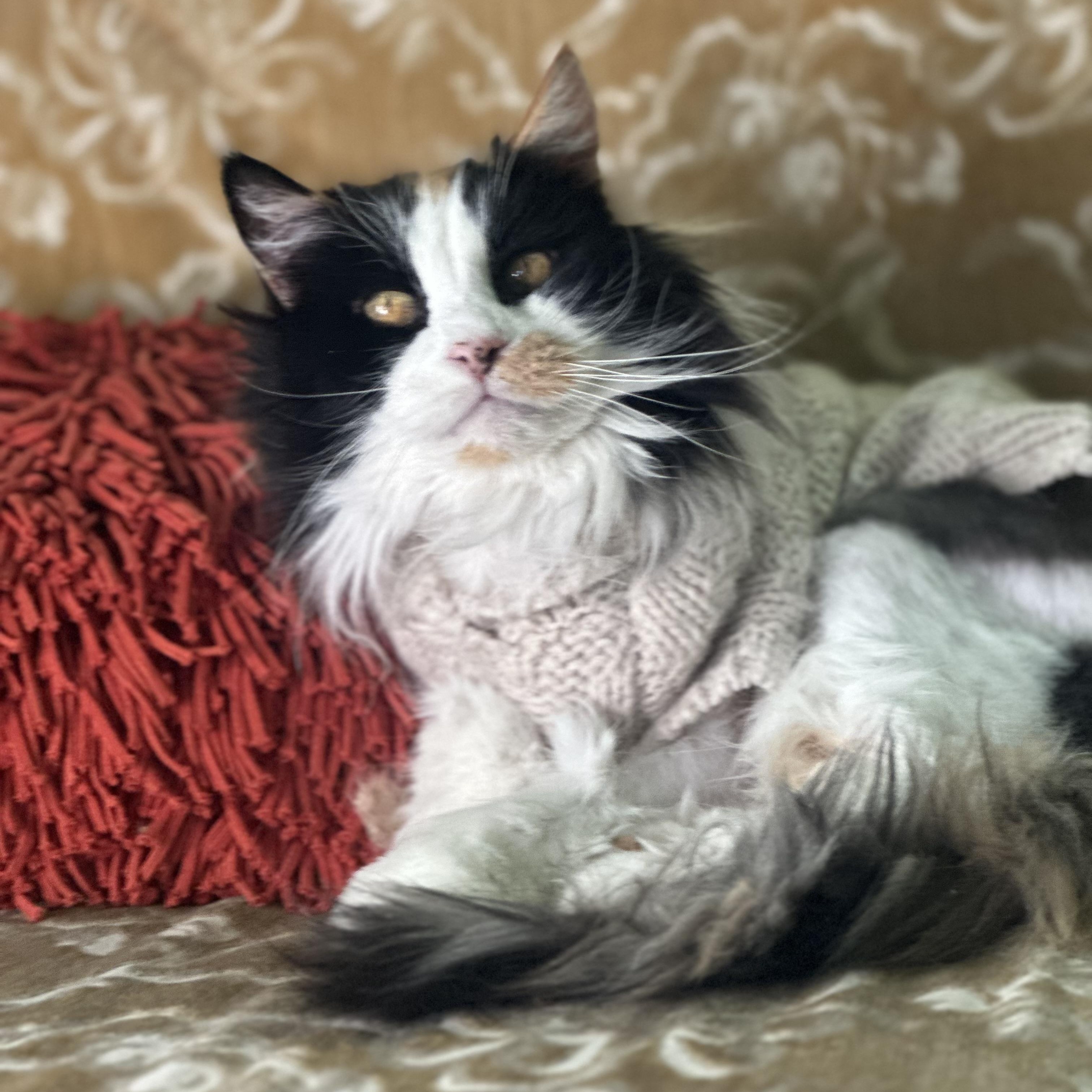 Enlarge Gladys in Colorado , a Adoptable Domestic Long Hair in Boulder, CO image 2/6