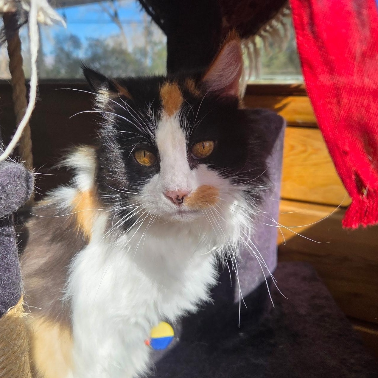 Enlarge Gladys in Colorado , a Adoptable Domestic Long Hair in Boulder, CO image 3/6