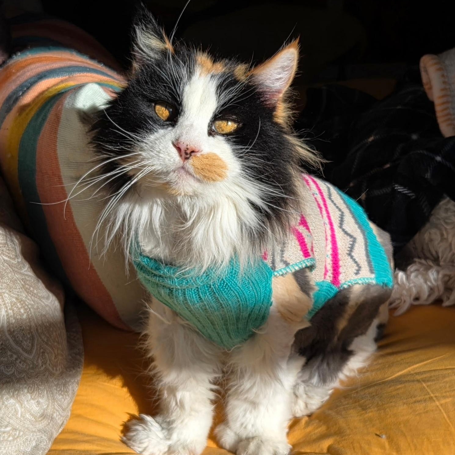 Enlarge Gladys in Colorado , a Adoptable Domestic Long Hair in Boulder, CO image 1/6