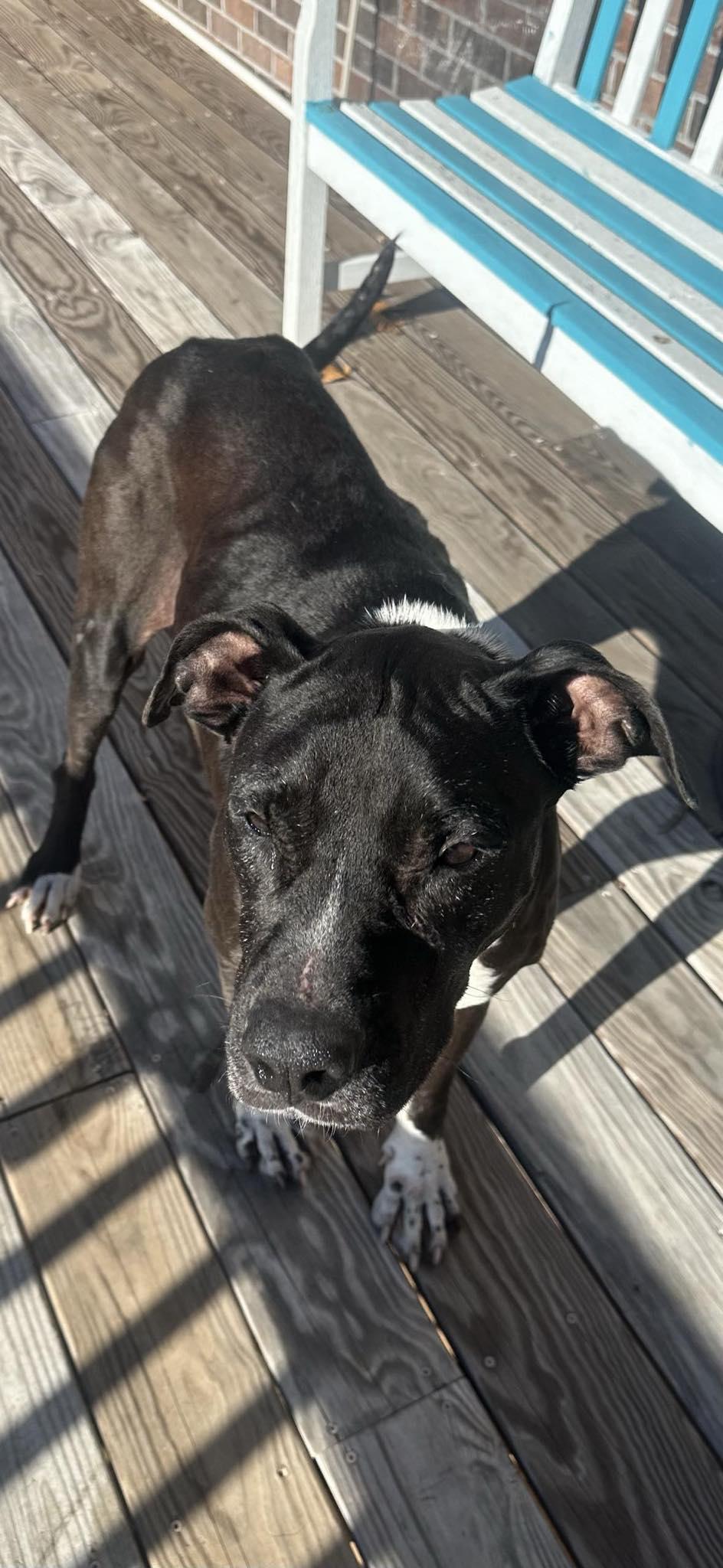 Molly, Adoptable, Senior Female Black Labrador Retriever.