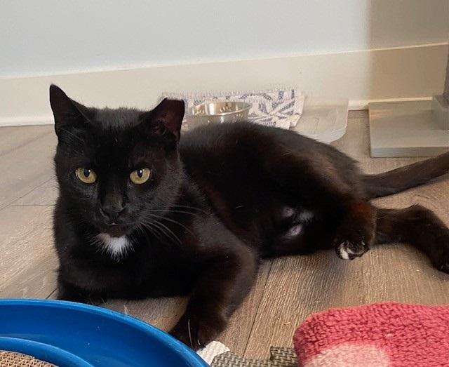 Genevieve, Adoptable, Adult Female Domestic Short Hair.