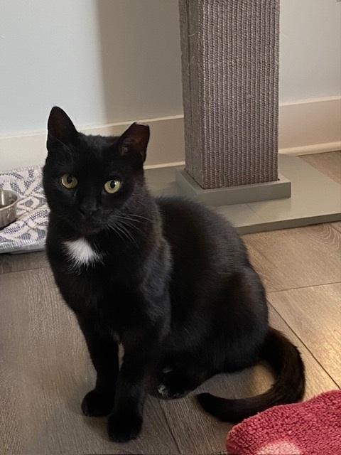 Genevieve, a Adoptable Domestic Short Hair in Caledon, ON image 3/3