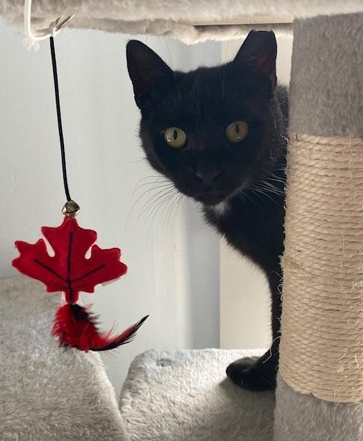Genevieve, a Adoptable Domestic Short Hair in Caledon, ON image 2/3