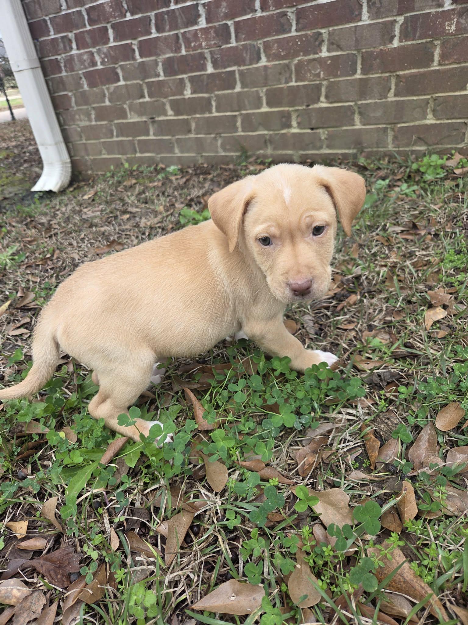 Enlarge Boone, a Adoptable mixed breed in Chepachet, RI image 3/6