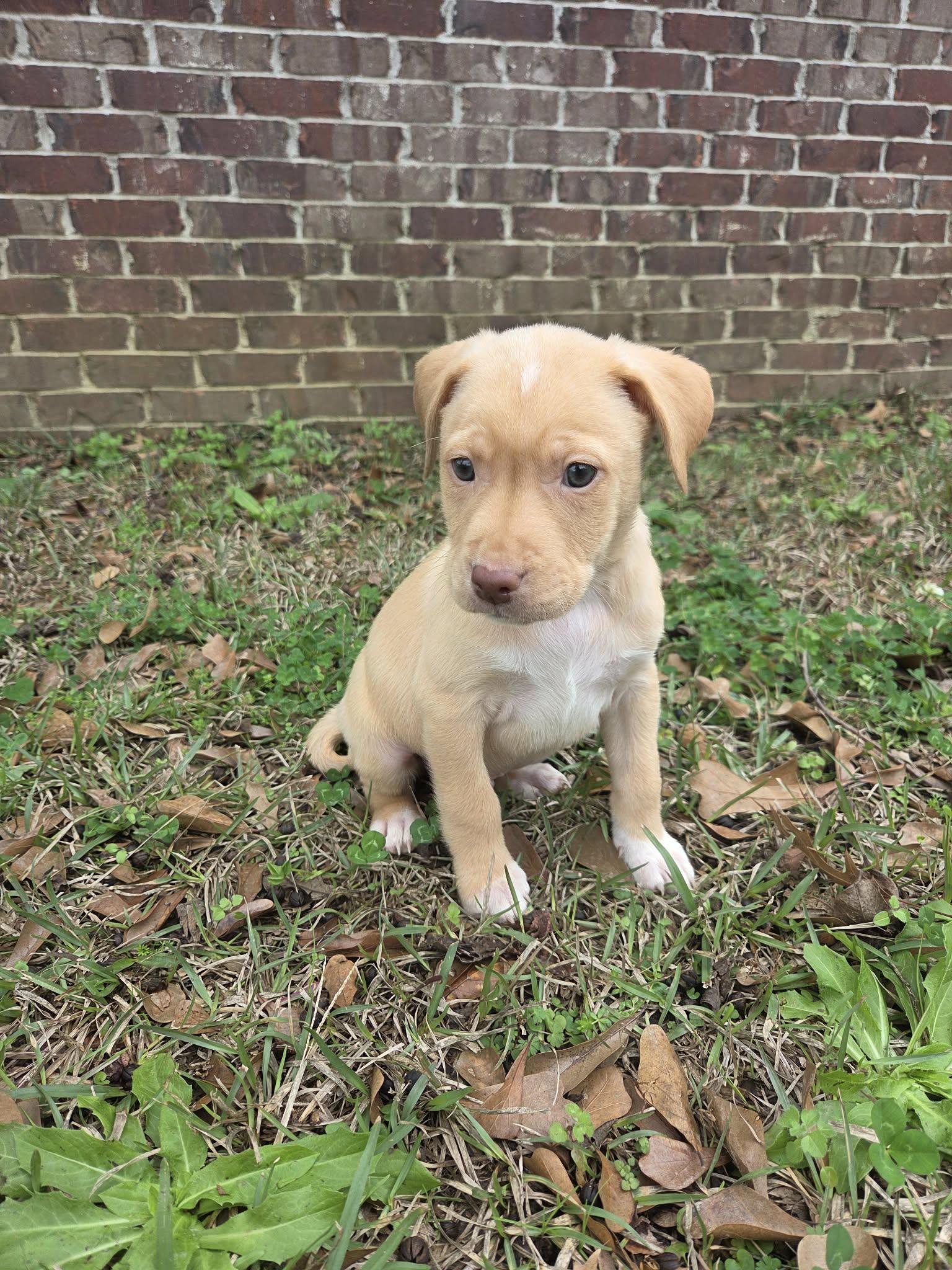 Enlarge Boone, a Adoptable mixed breed in Chepachet, RI image 4/6