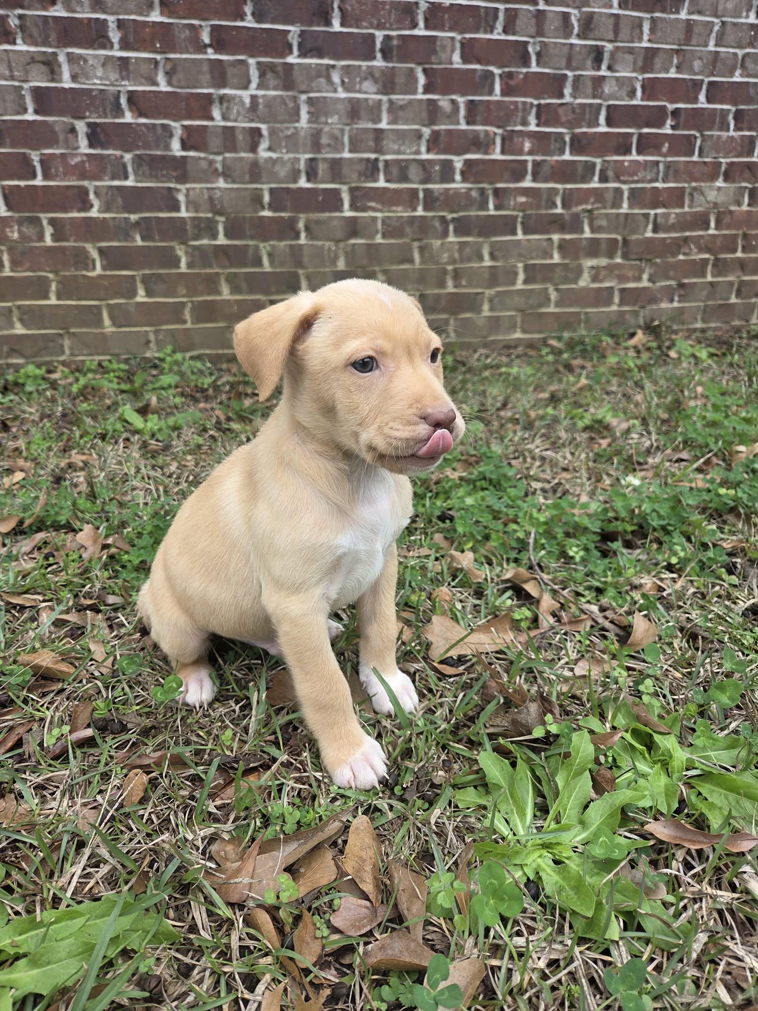 Enlarge Boone, a Adoptable mixed breed in Chepachet, RI image 5/6