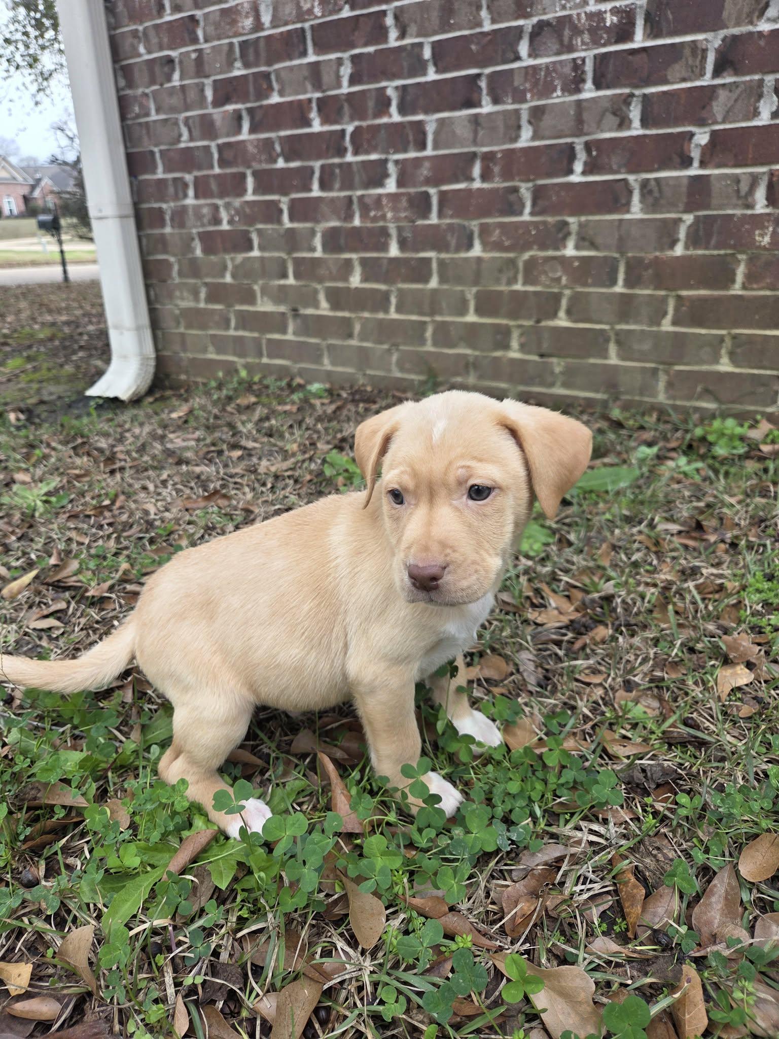 Enlarge Boone, a Adoptable mixed breed in Chepachet, RI image 2/6