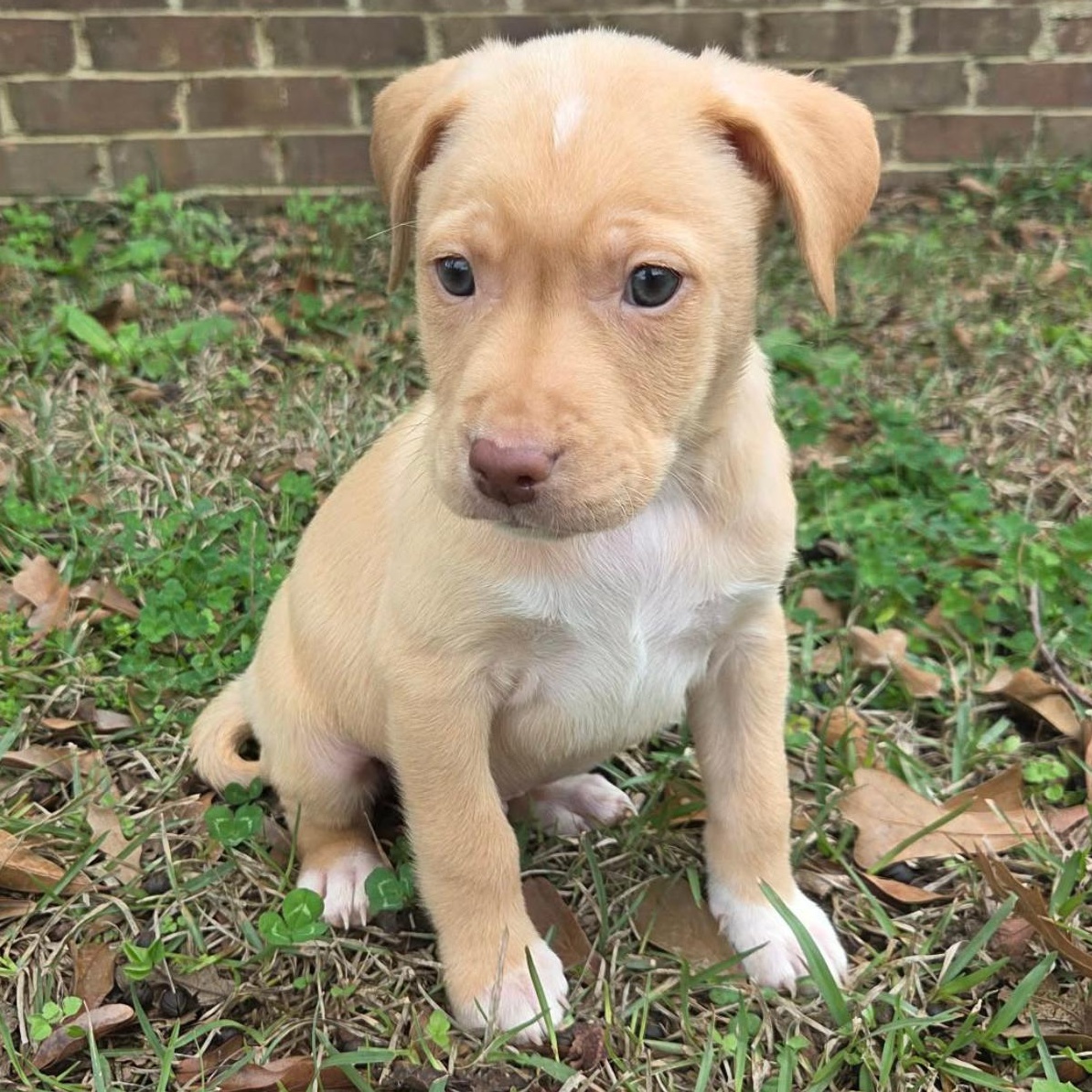 Boone, Adoptable, Puppy Male Labrador Retriever.