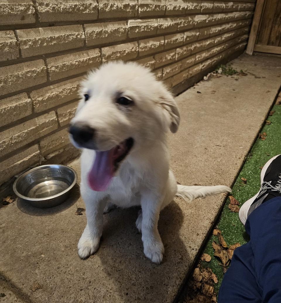 Enlarge Latte HTX, a Adoptable Great Pyrenees in Saint Jo, TX image 1/6