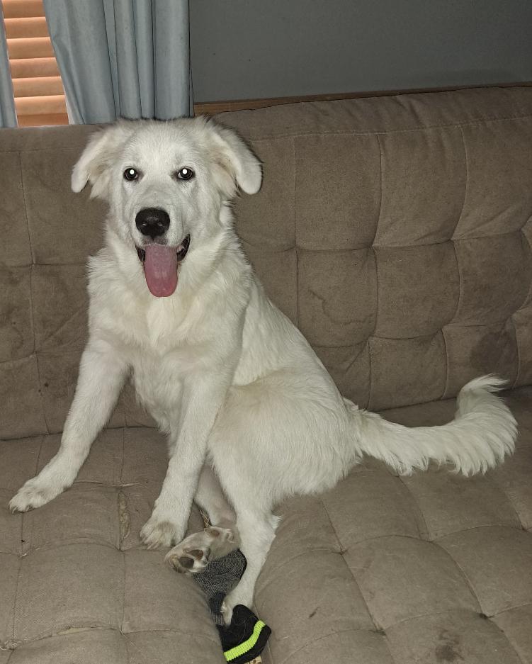 Enlarge Latte HTX, a Adoptable Great Pyrenees in Saint Jo, TX image 2/6