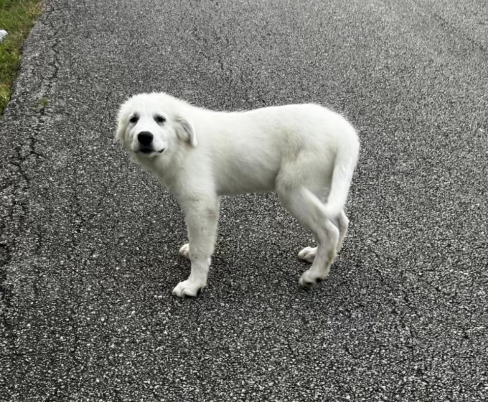 Enlarge Latte HTX, a Adoptable Great Pyrenees in Saint Jo, TX image 3/6
