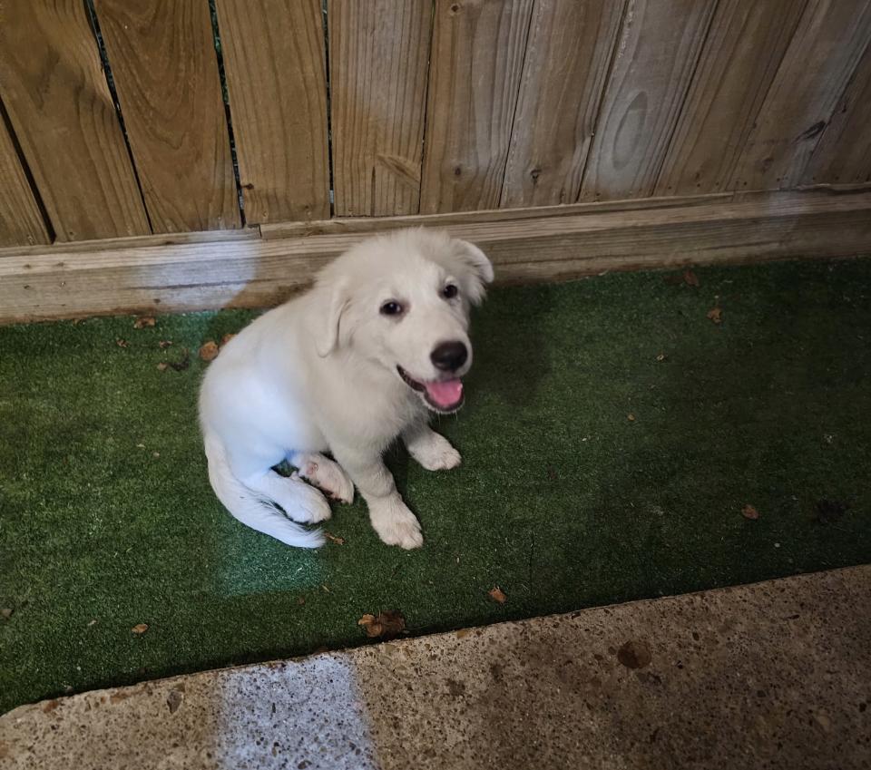 Enlarge Latte HTX, a Adoptable Great Pyrenees in Saint Jo, TX image 4/6
