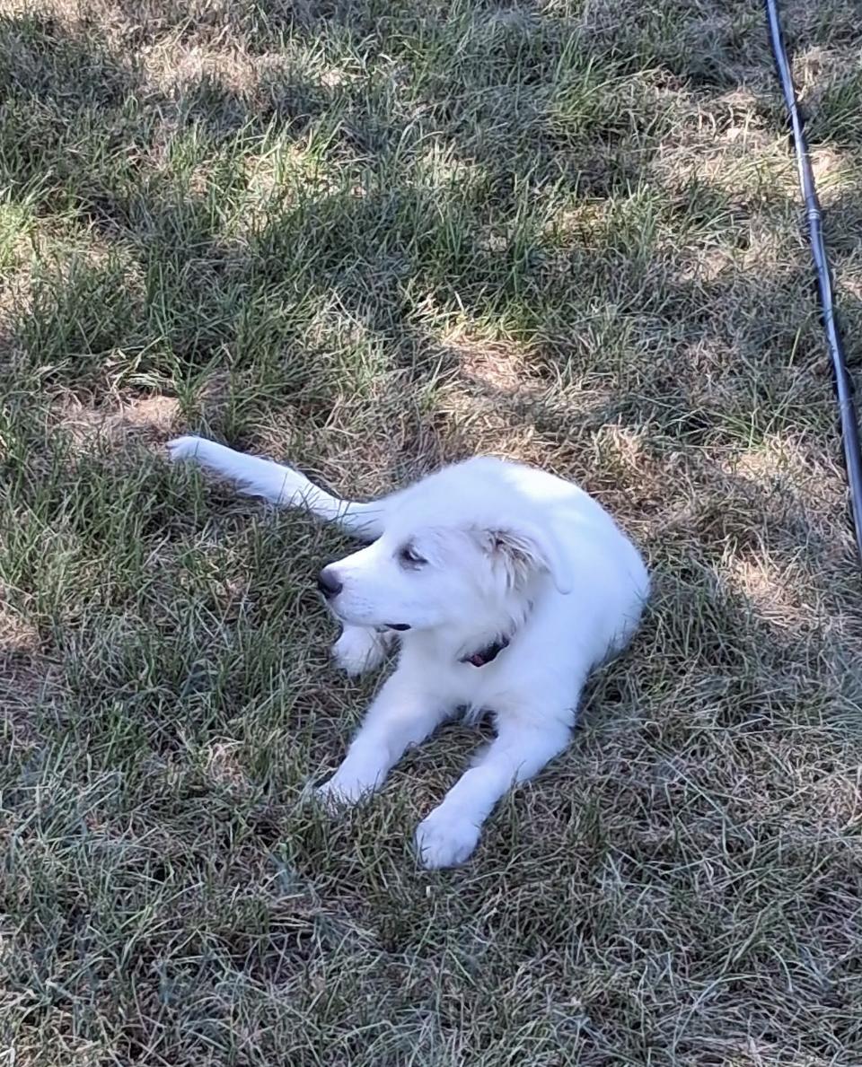 Enlarge Latte HTX, a Adoptable Great Pyrenees in Saint Jo, TX image 5/6