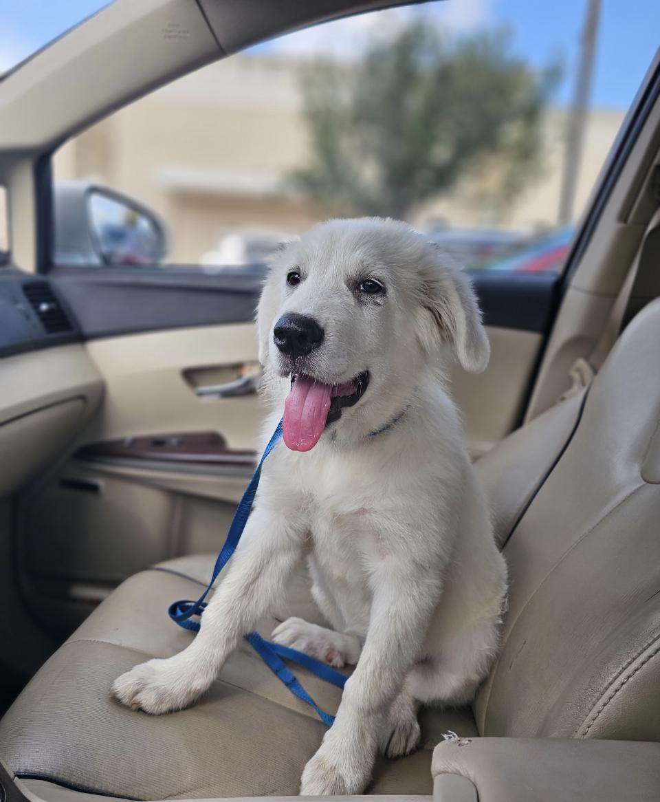 Enlarge Latte HTX, a Adoptable Great Pyrenees in Saint Jo, TX image 6/6