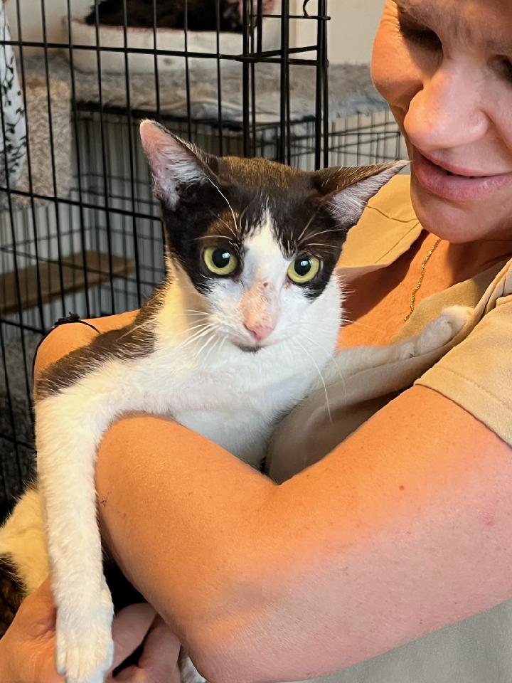 Enlarge Sasha, a Adoptable Domestic Short Hair in Fort Lauderdale, FL image 2/5