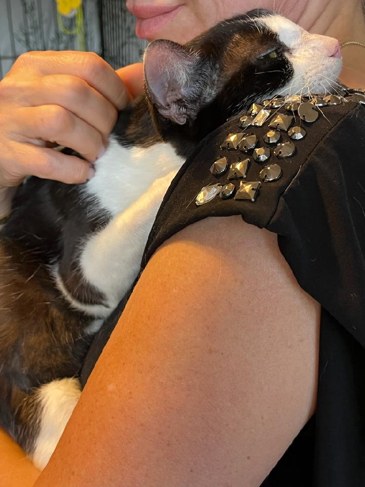 Enlarge Sasha, a Adoptable Domestic Short Hair in Fort Lauderdale, FL image 3/5