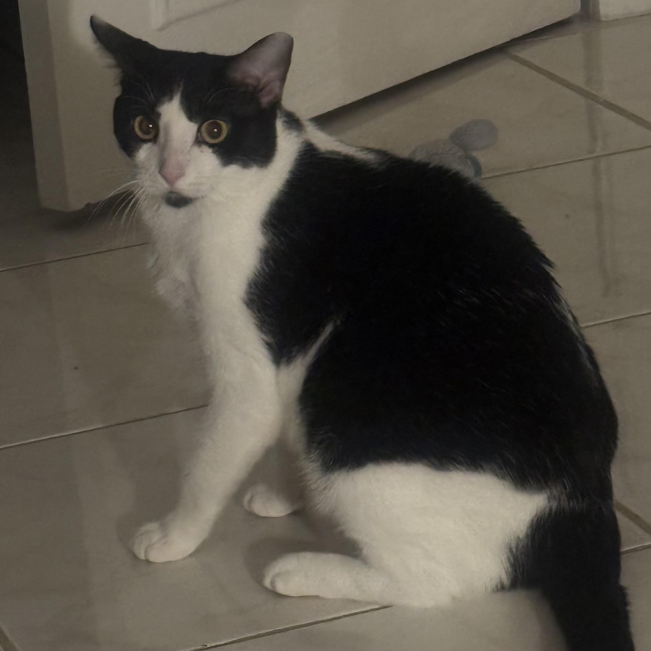 Enlarge Sasha, a Adoptable Domestic Short Hair in Fort Lauderdale, FL image 1/5