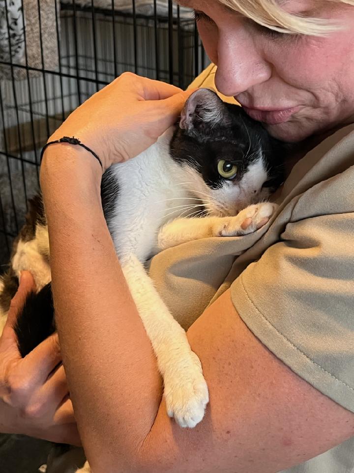 Enlarge Sasha, a Adoptable Domestic Short Hair in Fort Lauderdale, FL image 4/5