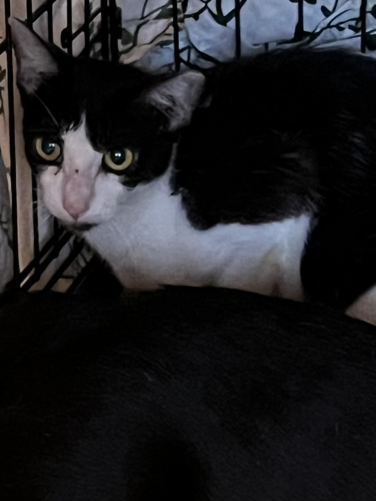 Enlarge Sasha, a Adoptable Domestic Short Hair in Fort Lauderdale, FL image 5/5